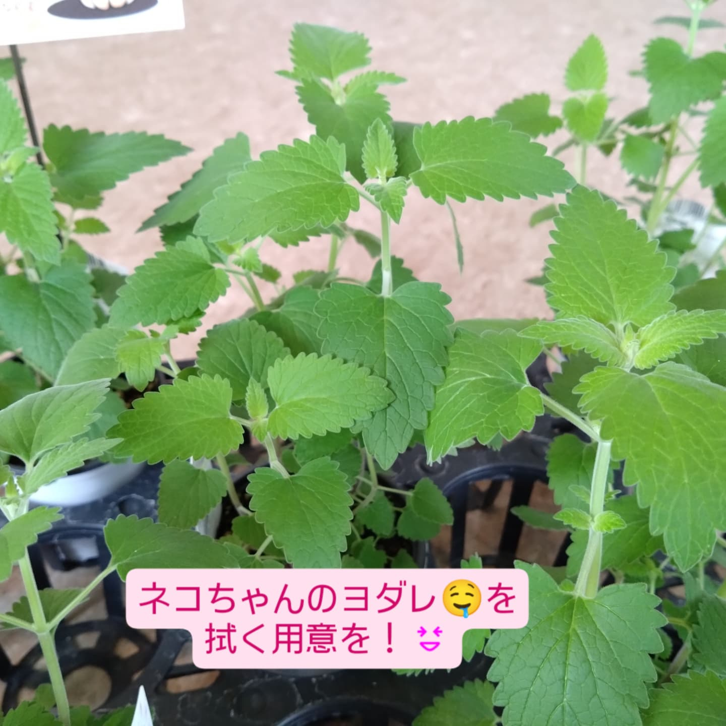 ネコちゃんの大好きハーブ