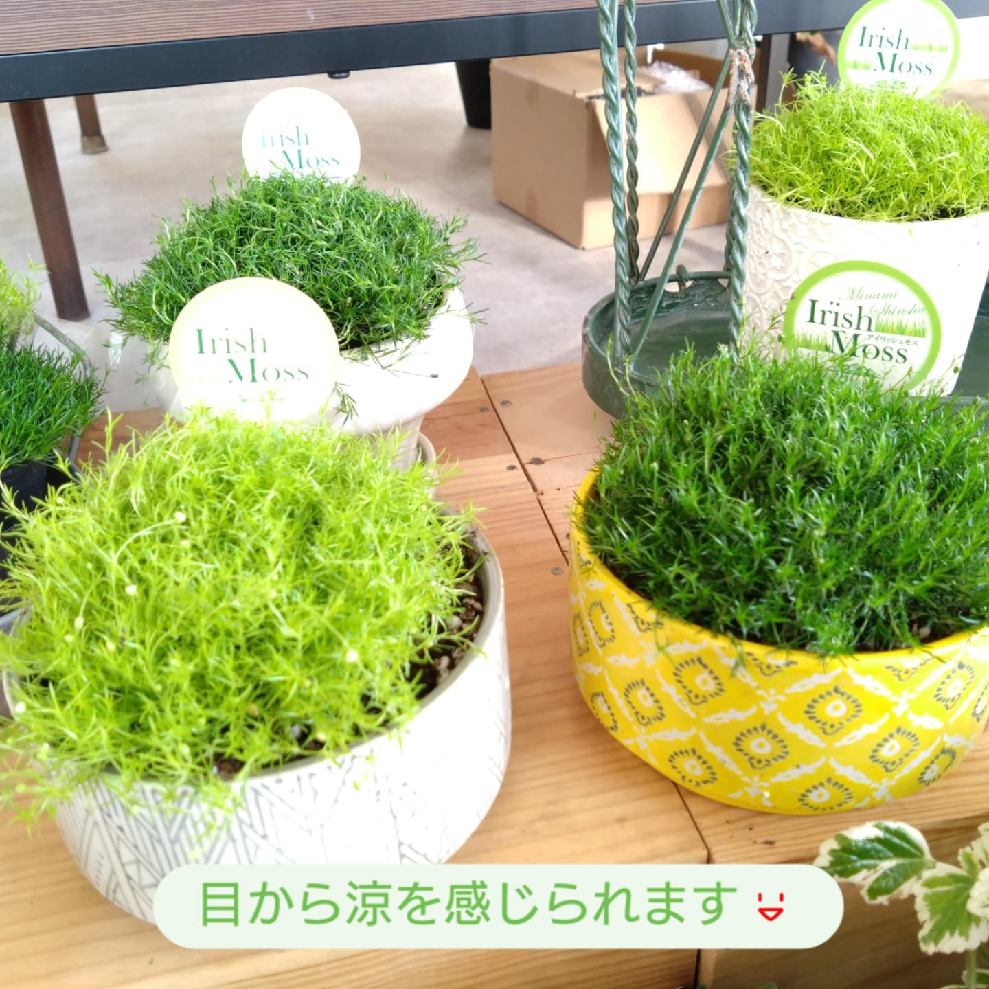 もふもふな　アイリッシュモス入りました😀