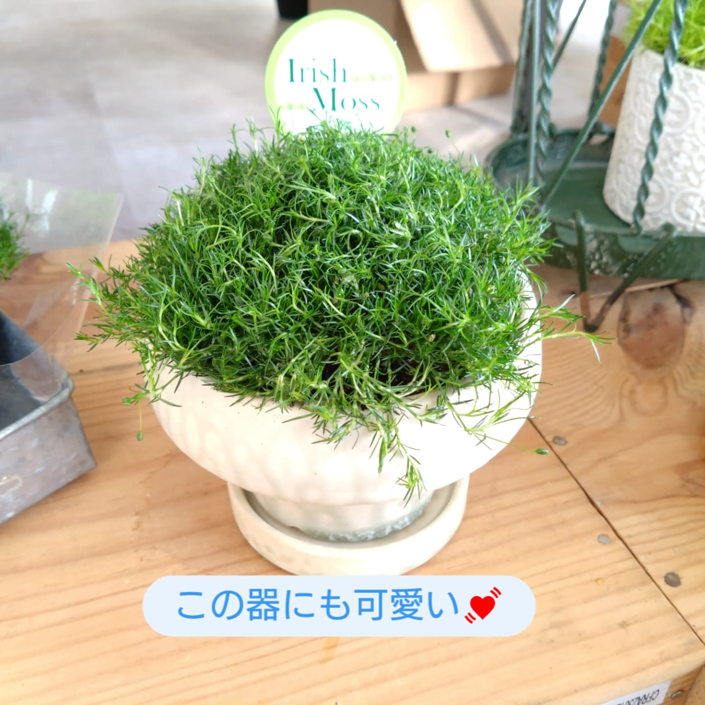 もふもふな　アイリッシュモス入りました😀