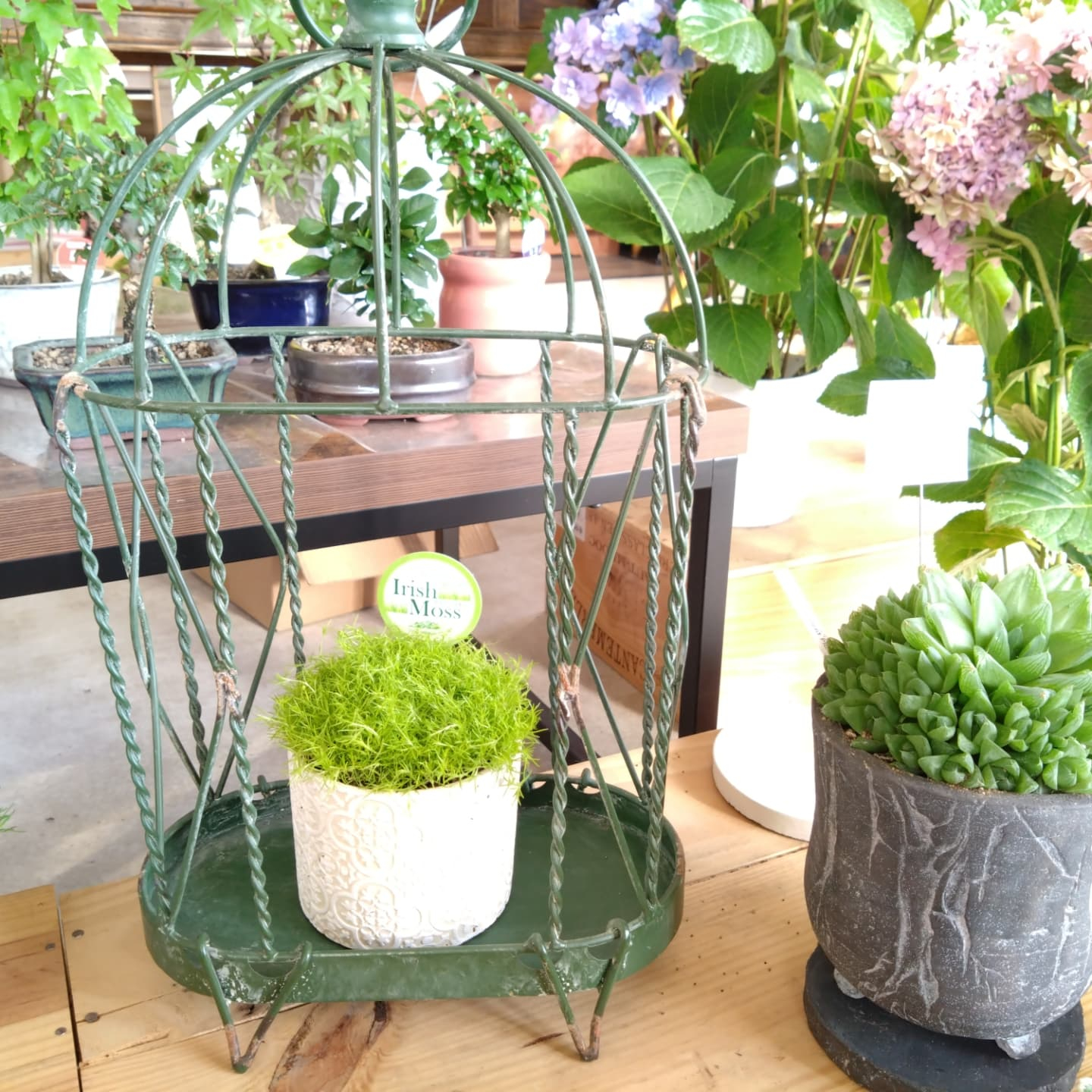 もふもふな　アイリッシュモス入りました😀