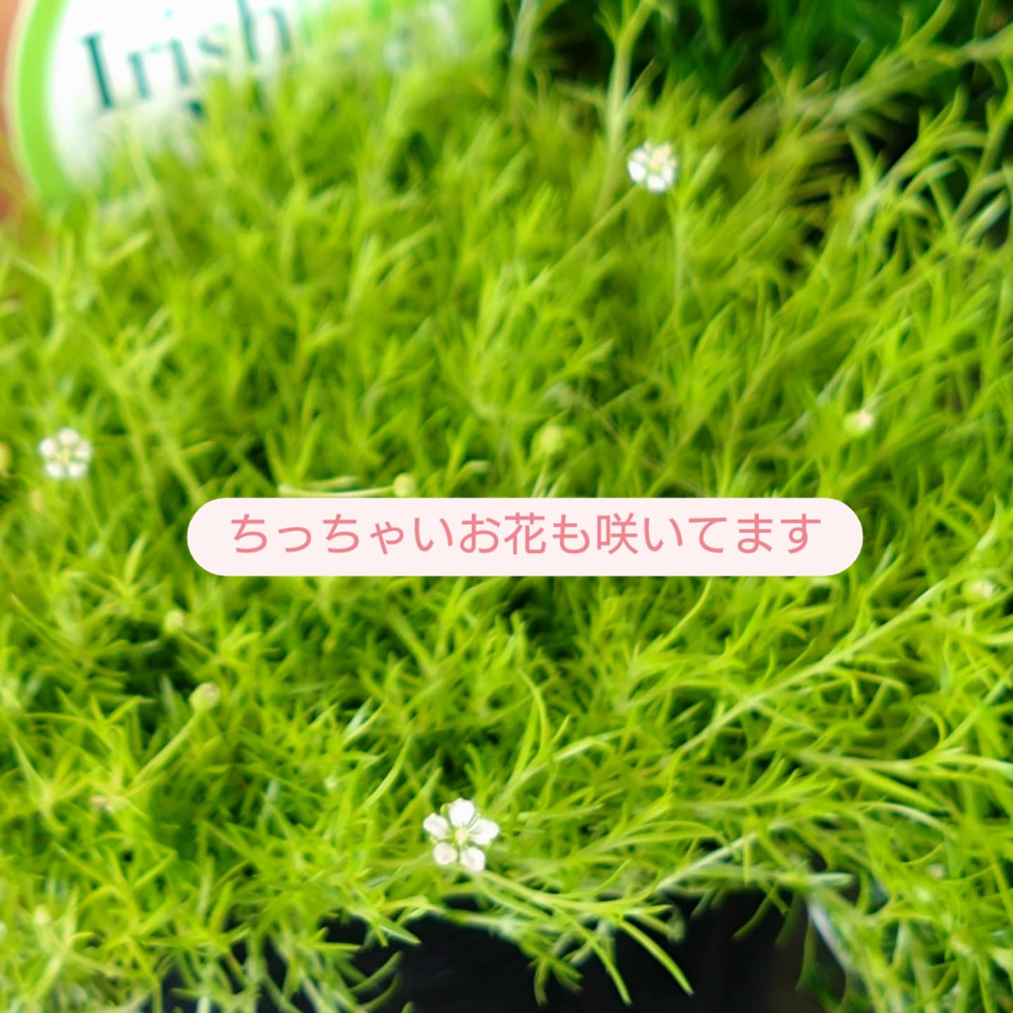 もふもふな　アイリッシュモス入りました😀