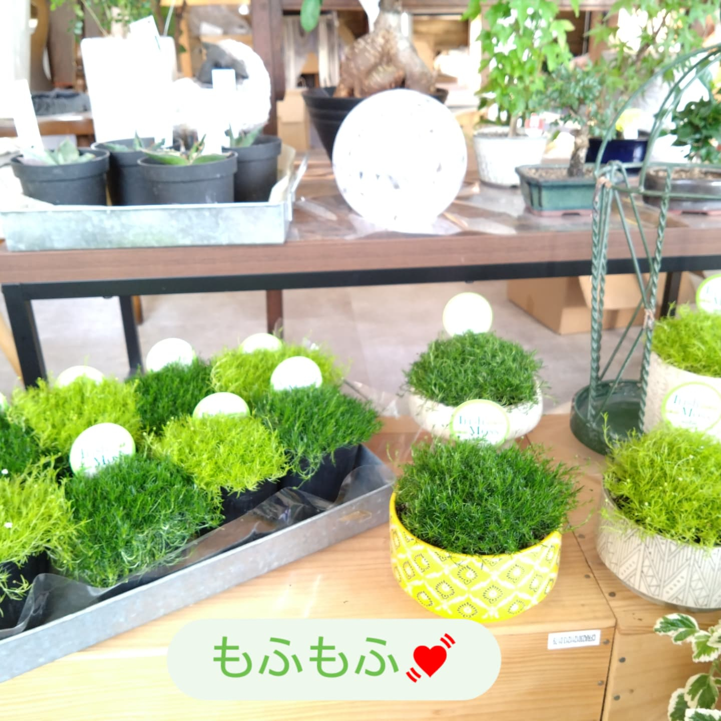 もふもふな　アイリッシュモス入りました😀