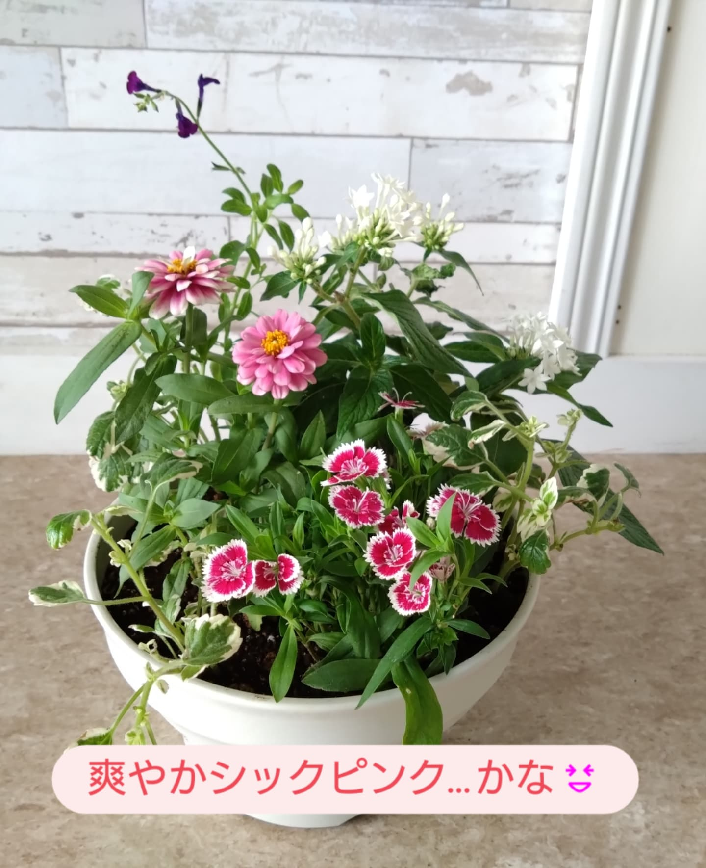 新しい寄せ植え出来ました🌼