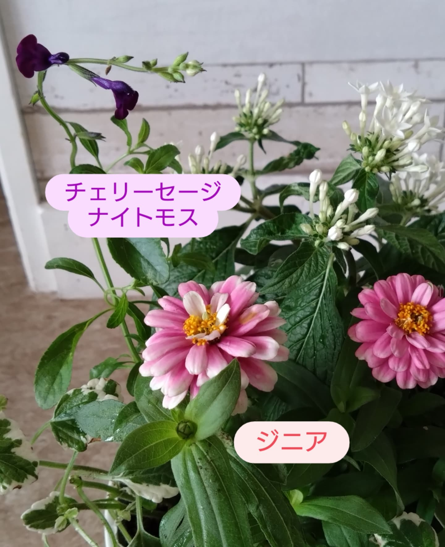 新しい寄せ植え出来ました🌼