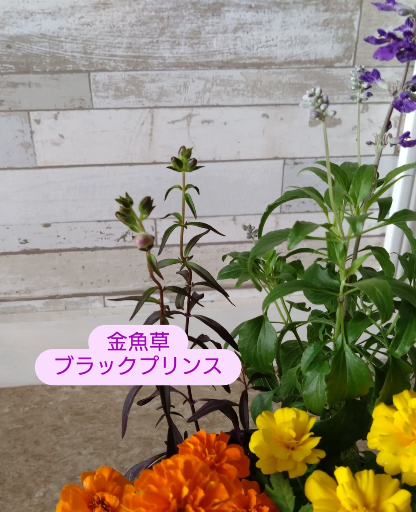新しい寄せ植え出来ました🌼