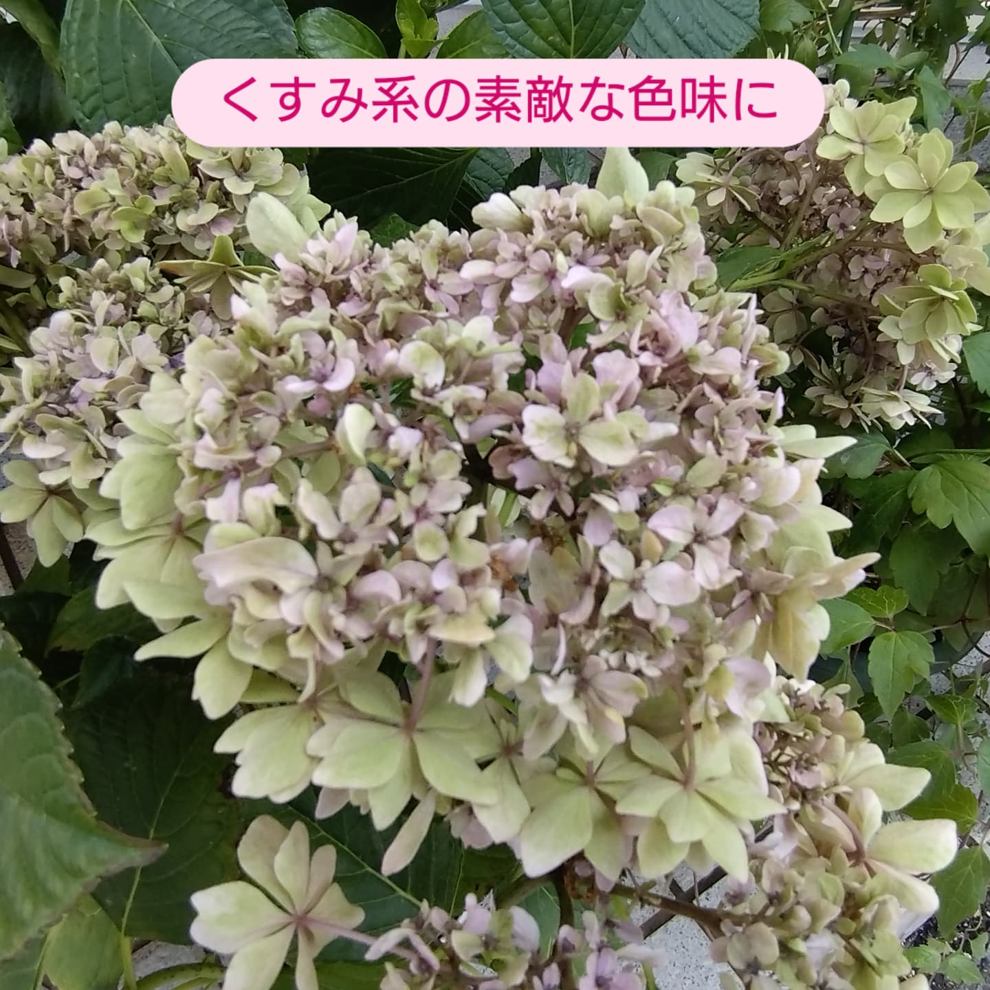 多肉のエケベリア入りました！