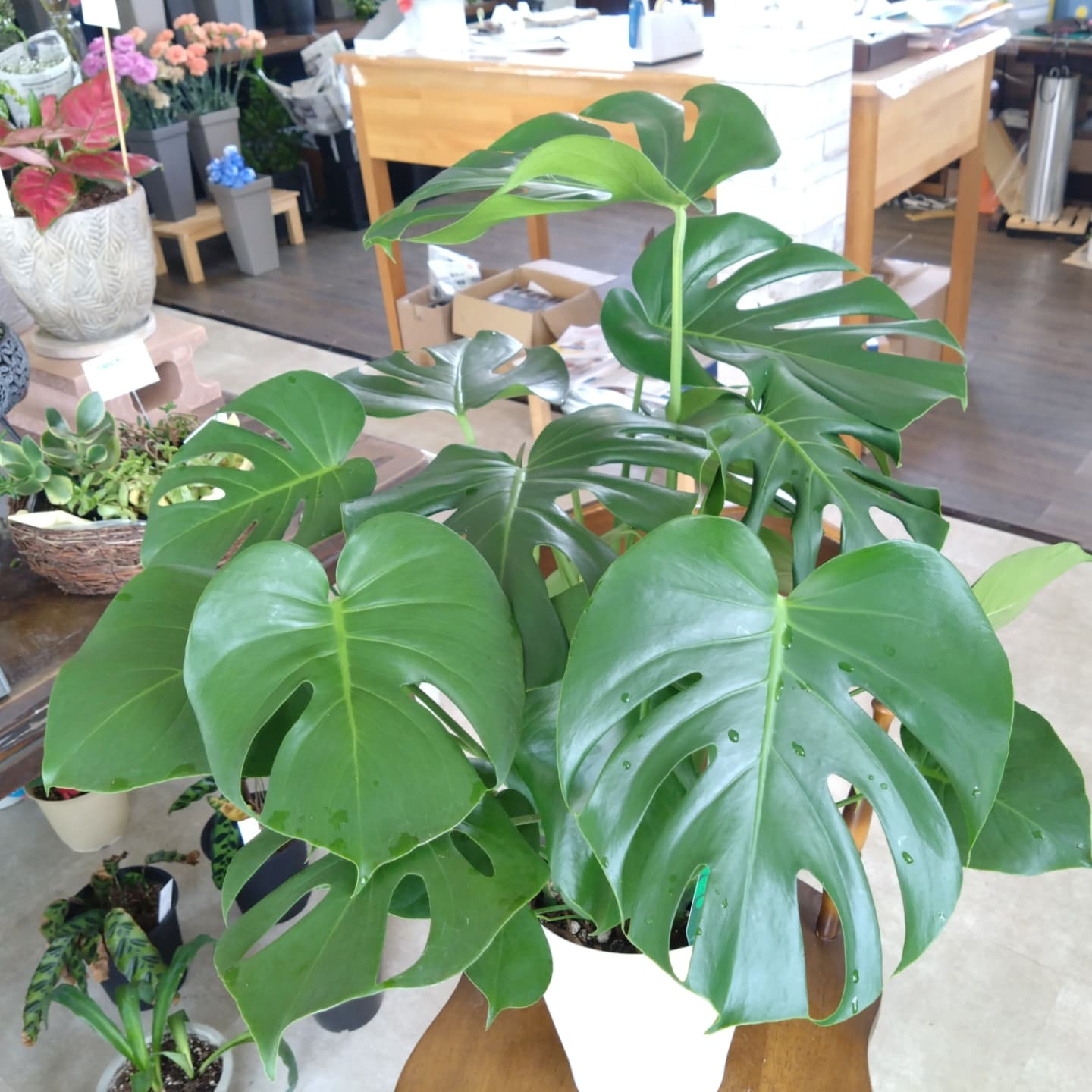 多肉のエケベリア入りました！