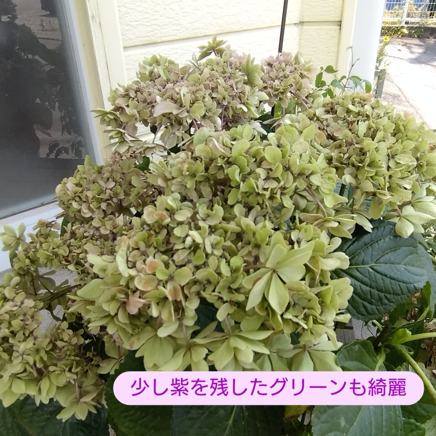 多肉のエケベリア入りました！