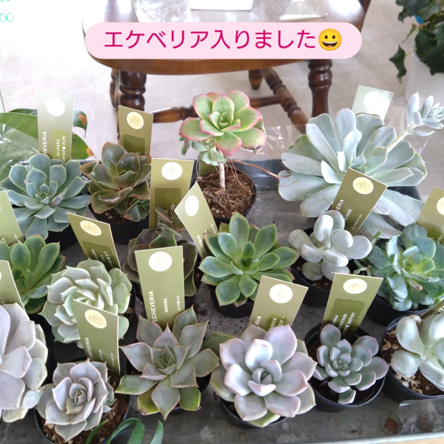 多肉のエケベリア入りました！