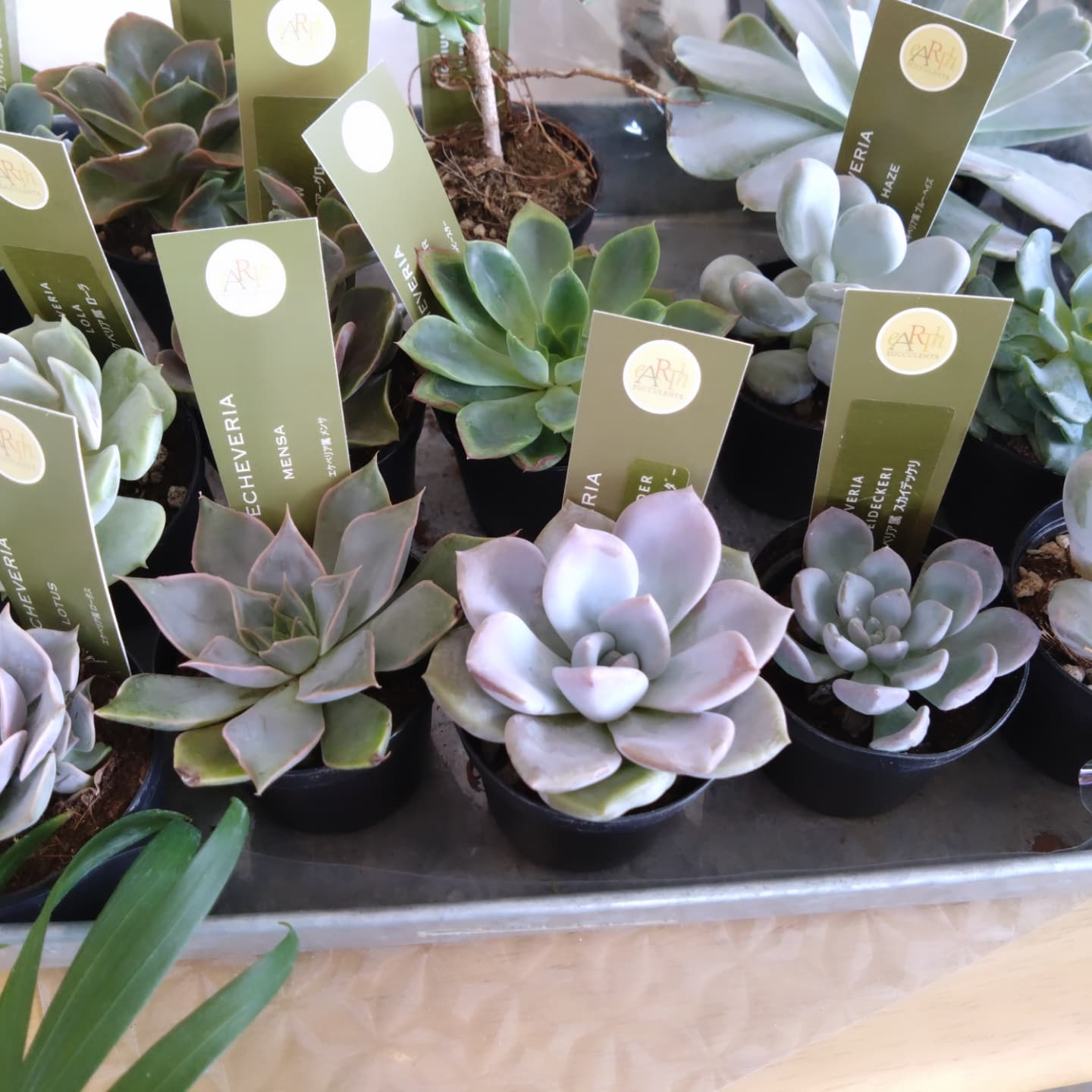 多肉のエケベリア入りました！