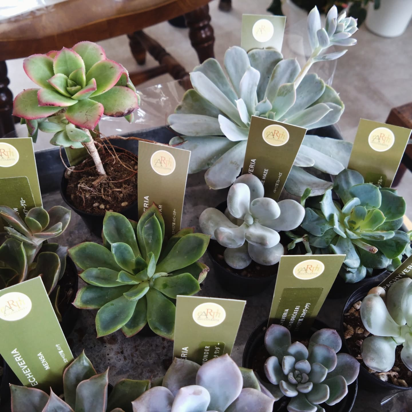 多肉のエケベリア入りました！