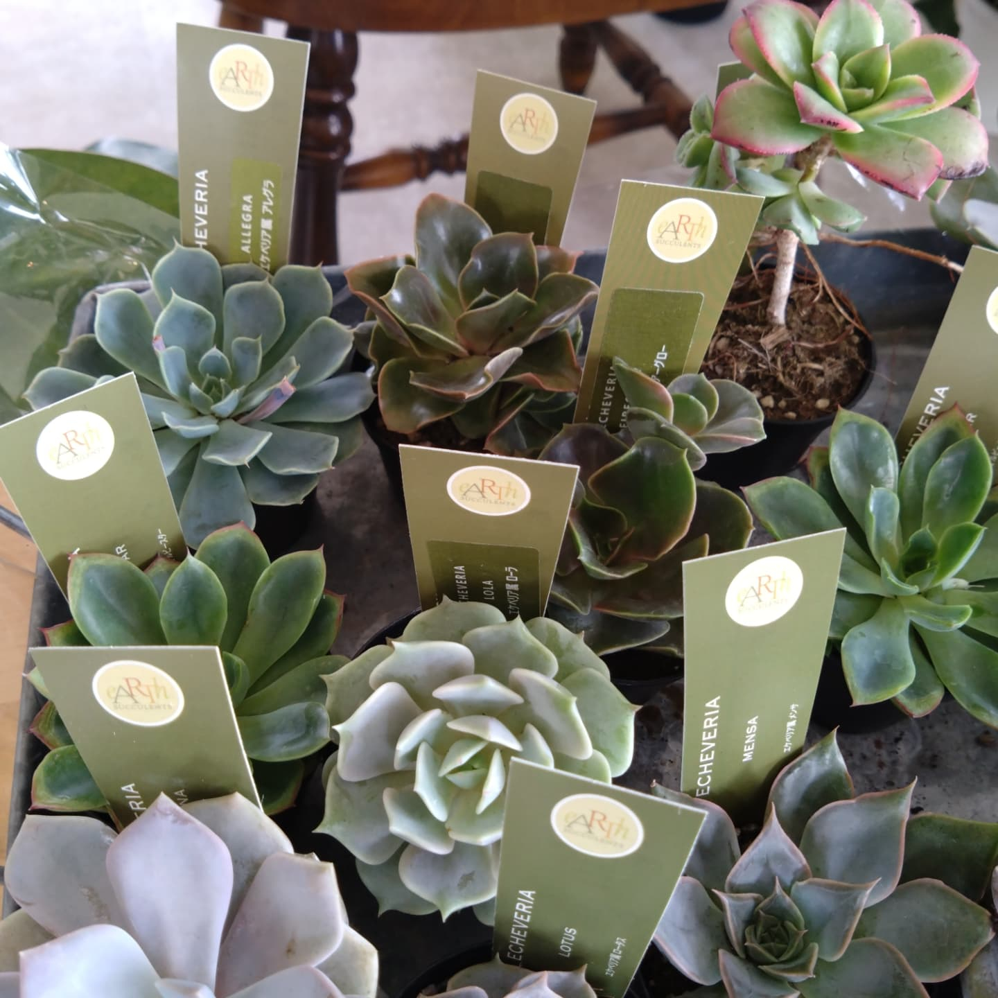 多肉のエケベリア入りました！