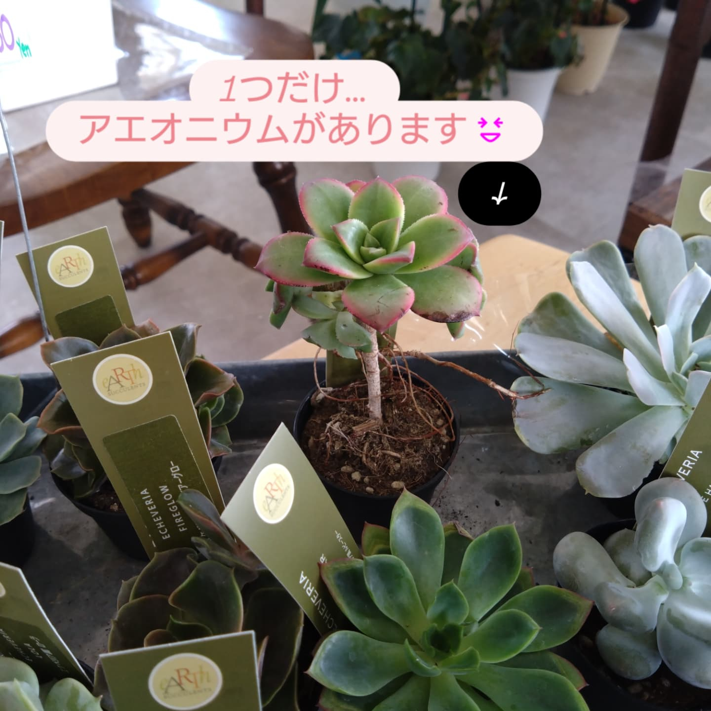 多肉のエケベリア入りました！
