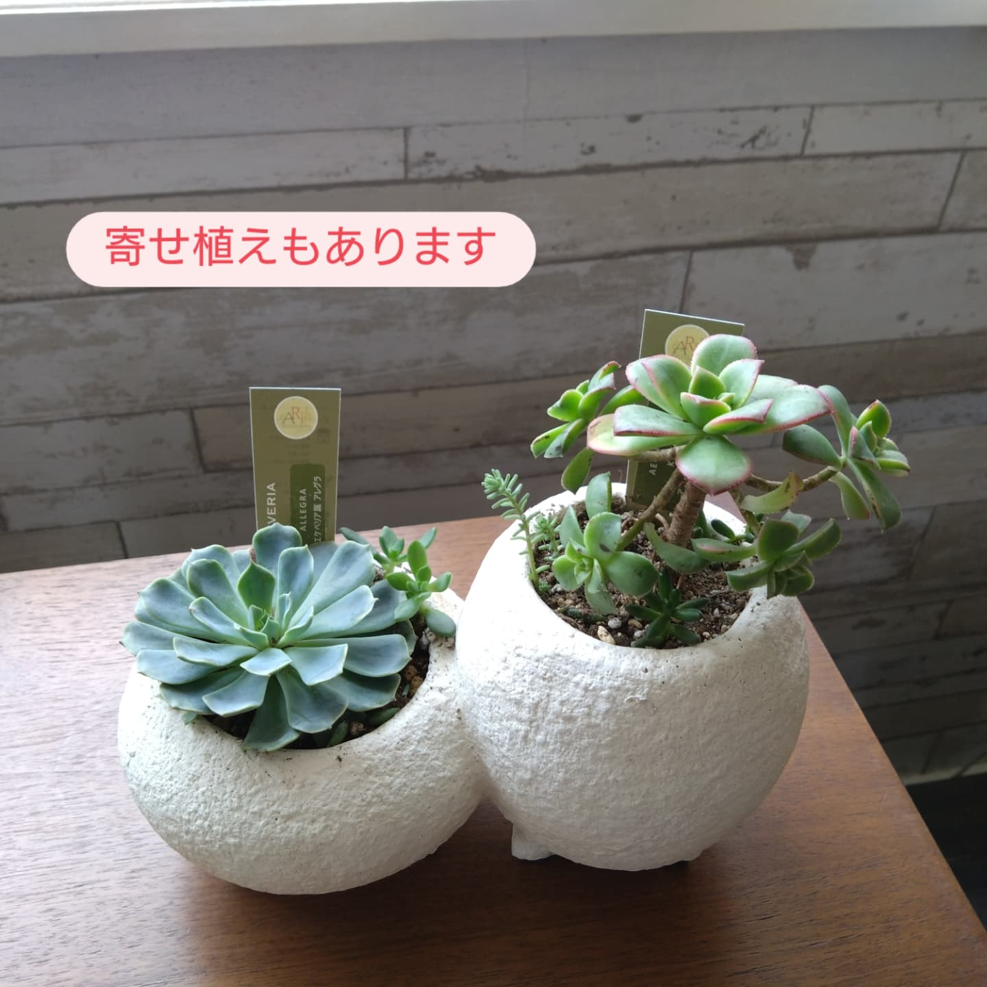 多肉のエケベリア入りました！