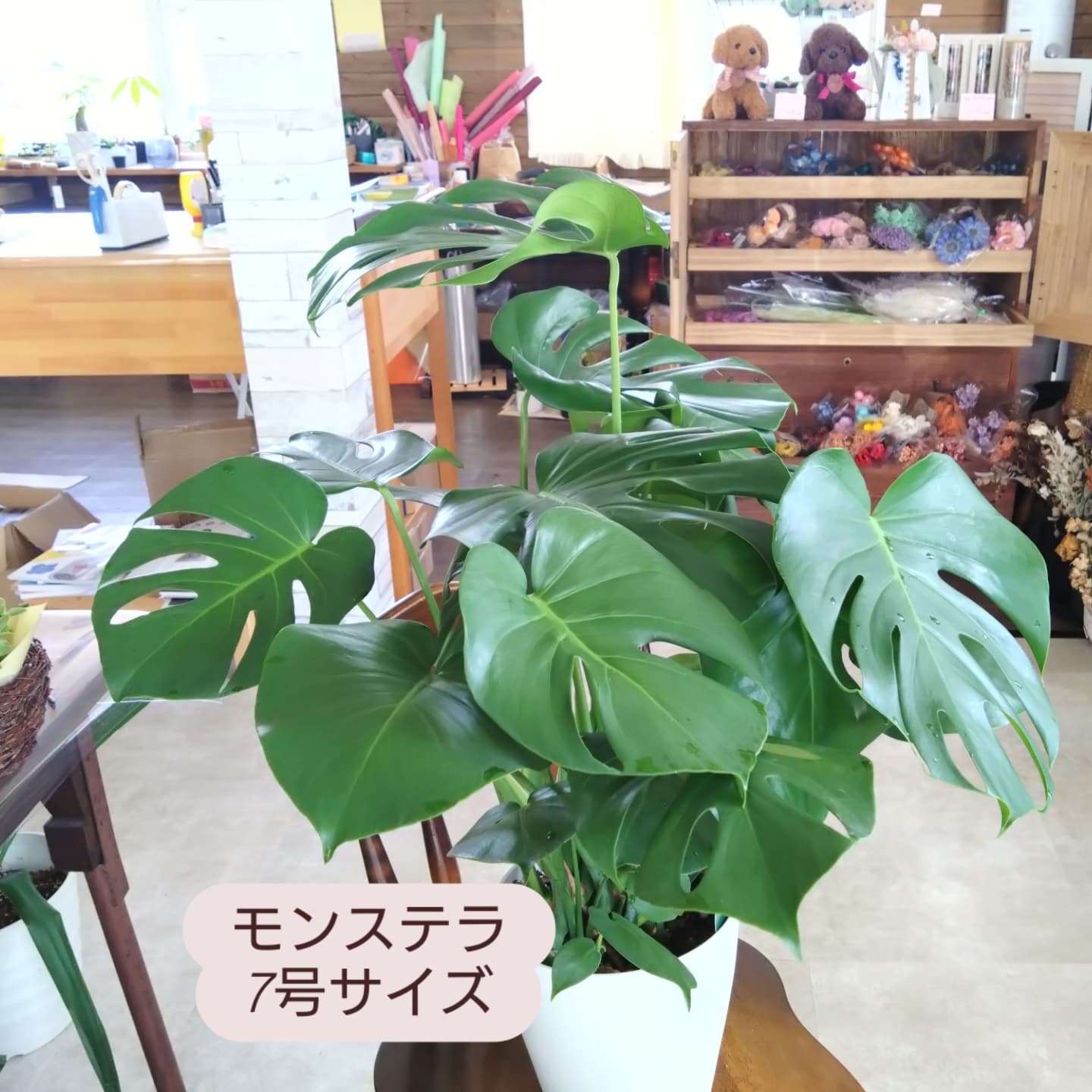 多肉のエケベリア入りました！