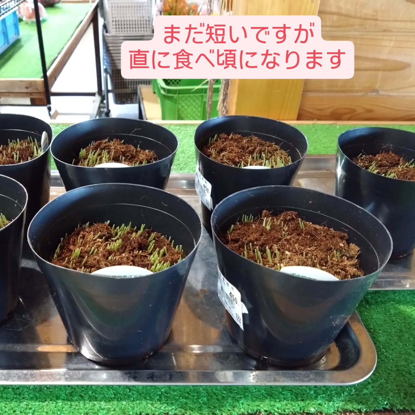 ネコの草入りました!!😺