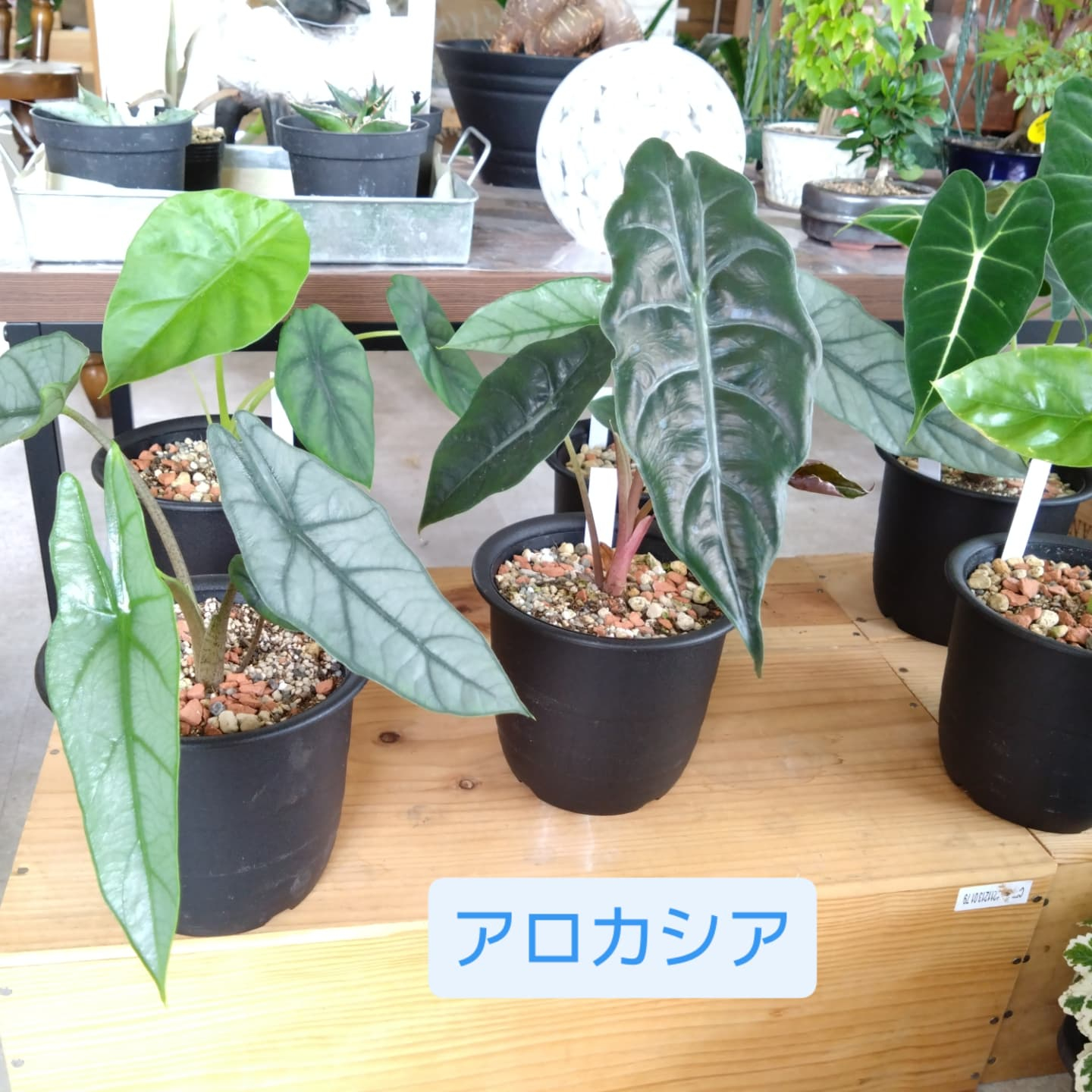 夏の観葉　アロカシア