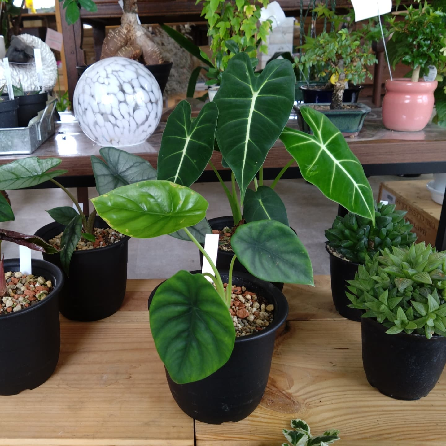 夏の観葉　アロカシア