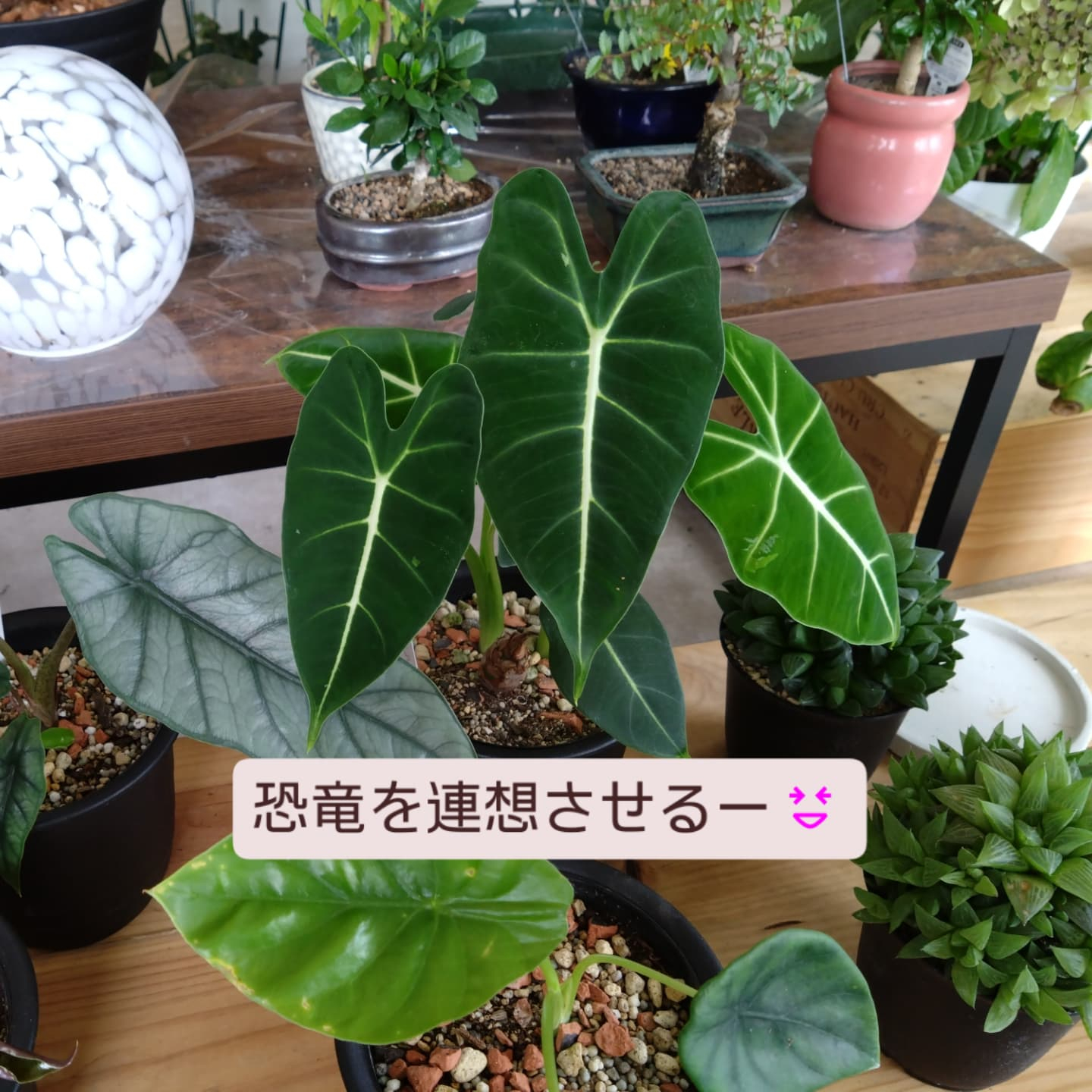 夏の観葉　アロカシア