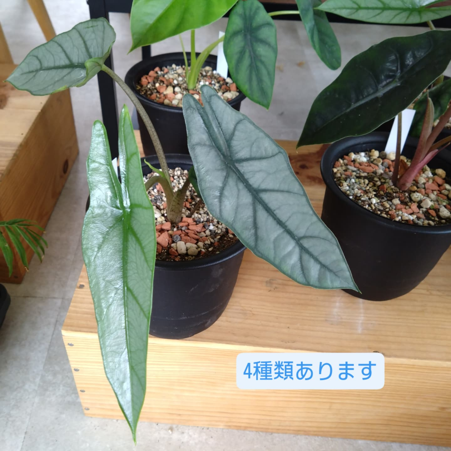 夏の観葉　アロカシア