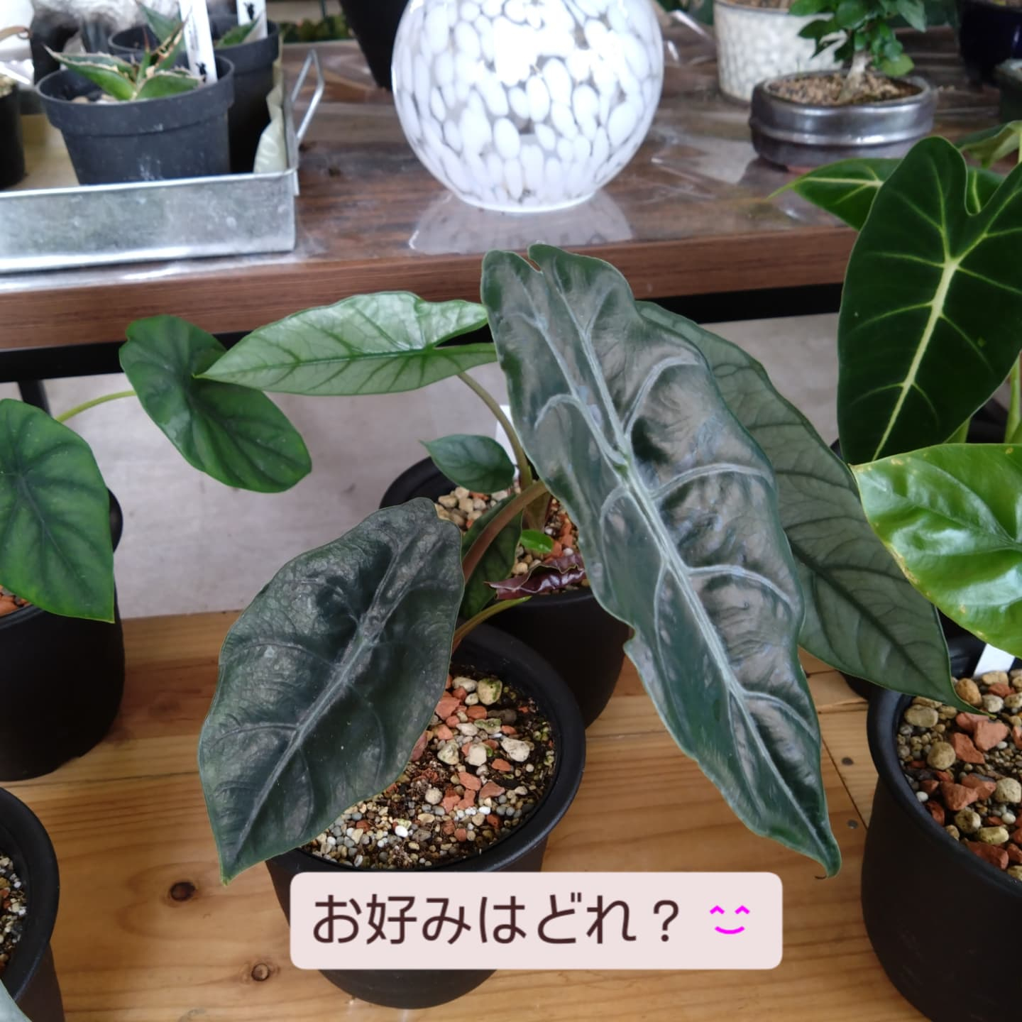 夏の観葉　アロカシア