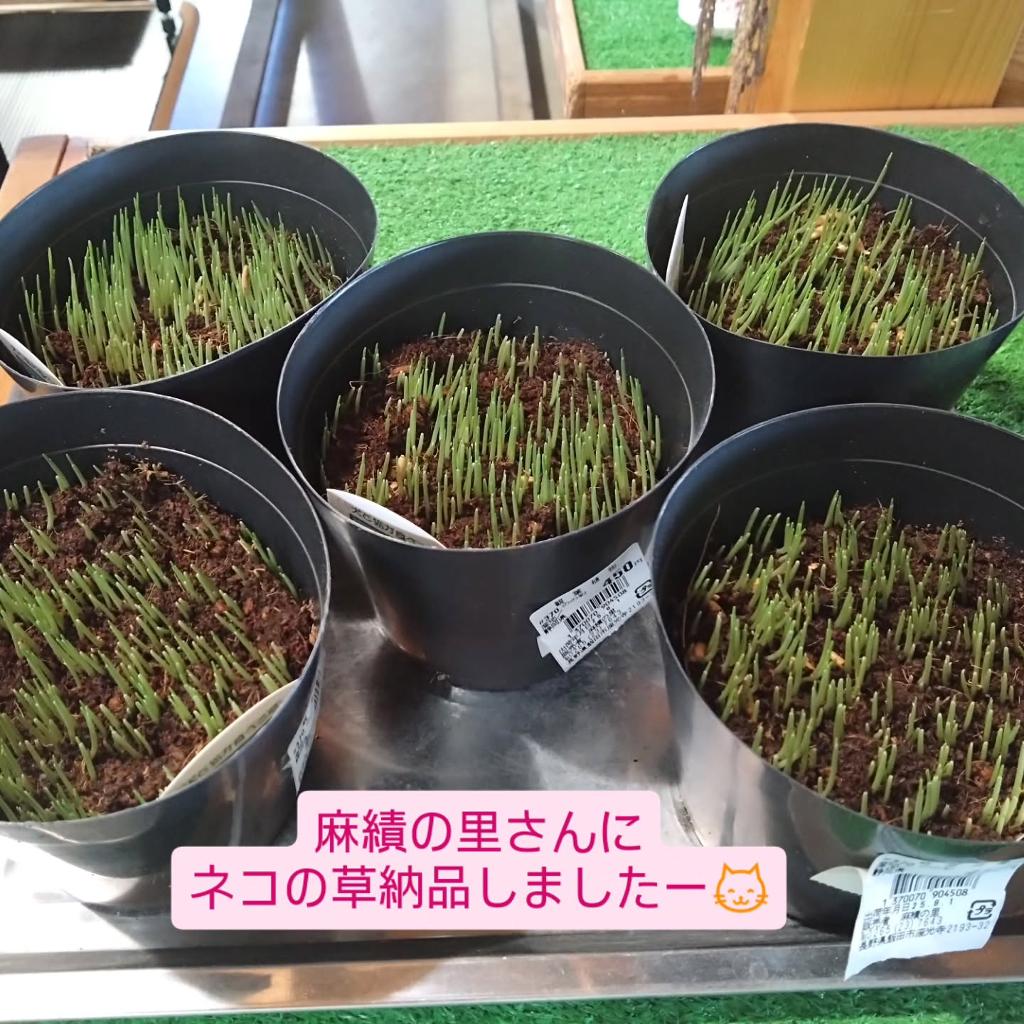 ネコの草入荷しました😺