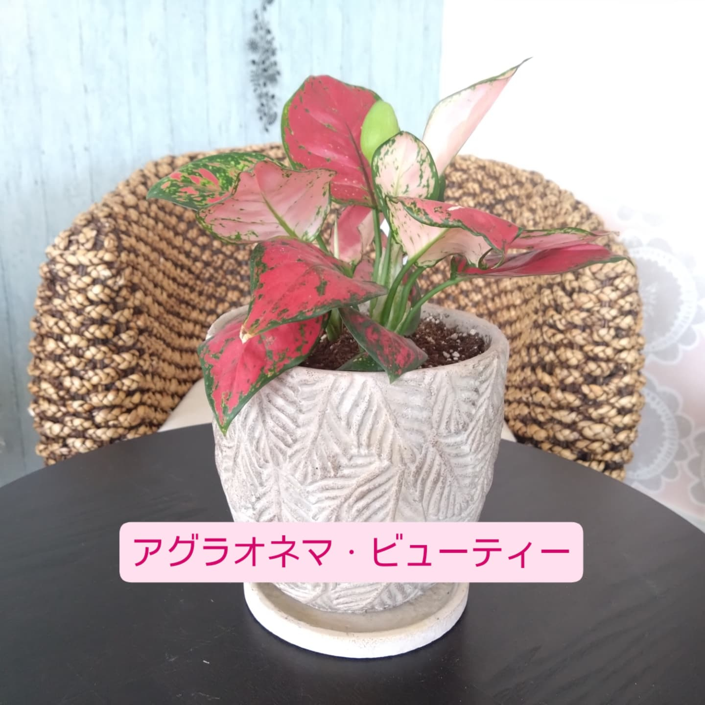 おすすめの観葉植物をご紹介します😀