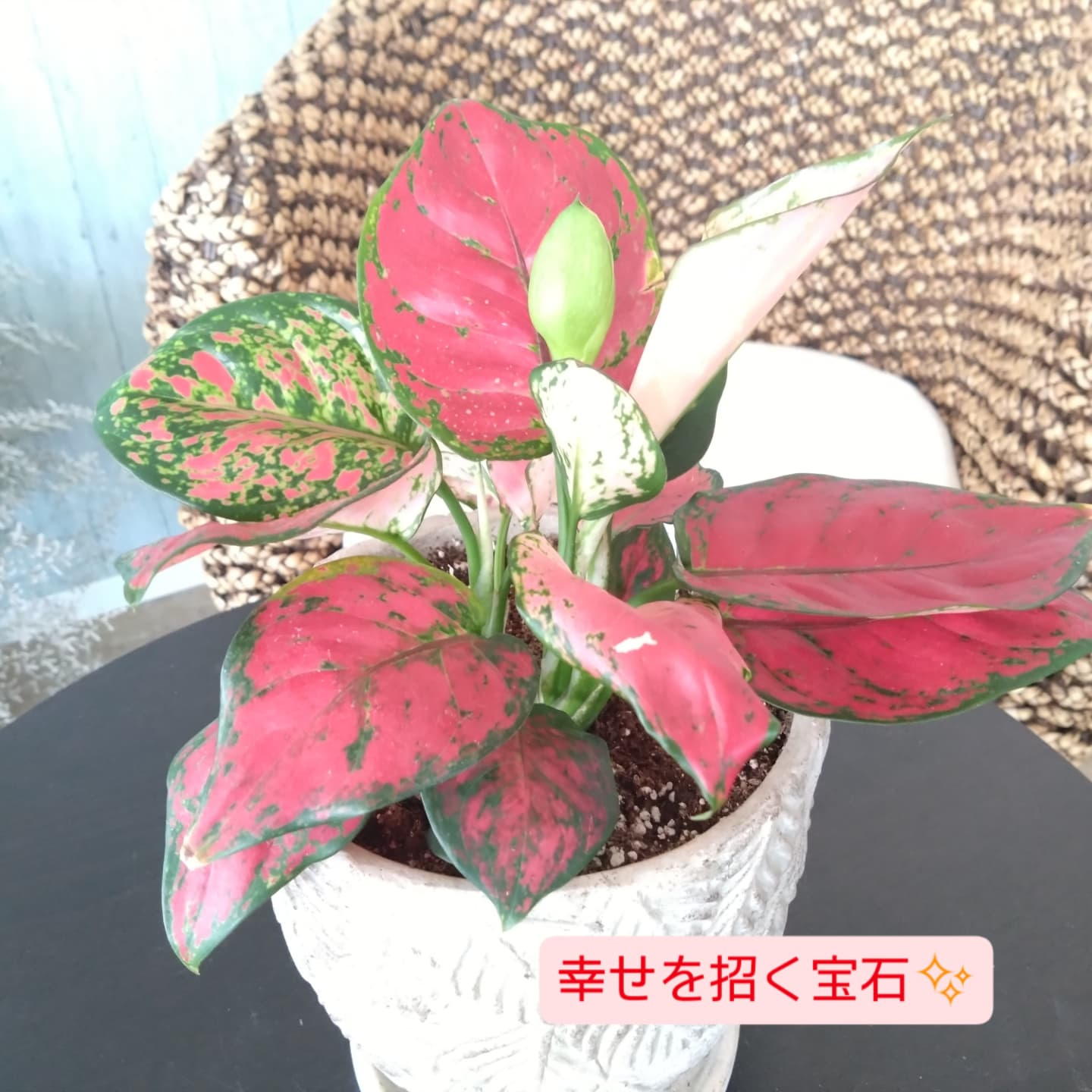 おすすめの観葉植物をご紹介します😀