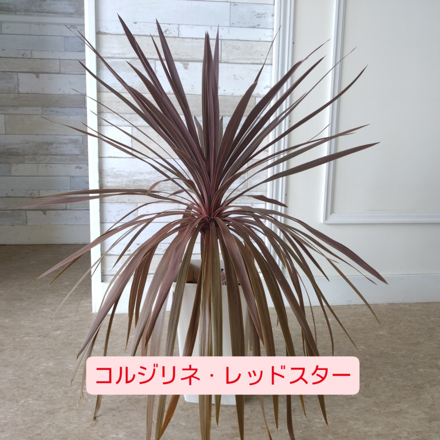 おすすめの観葉植物をご紹介します😀