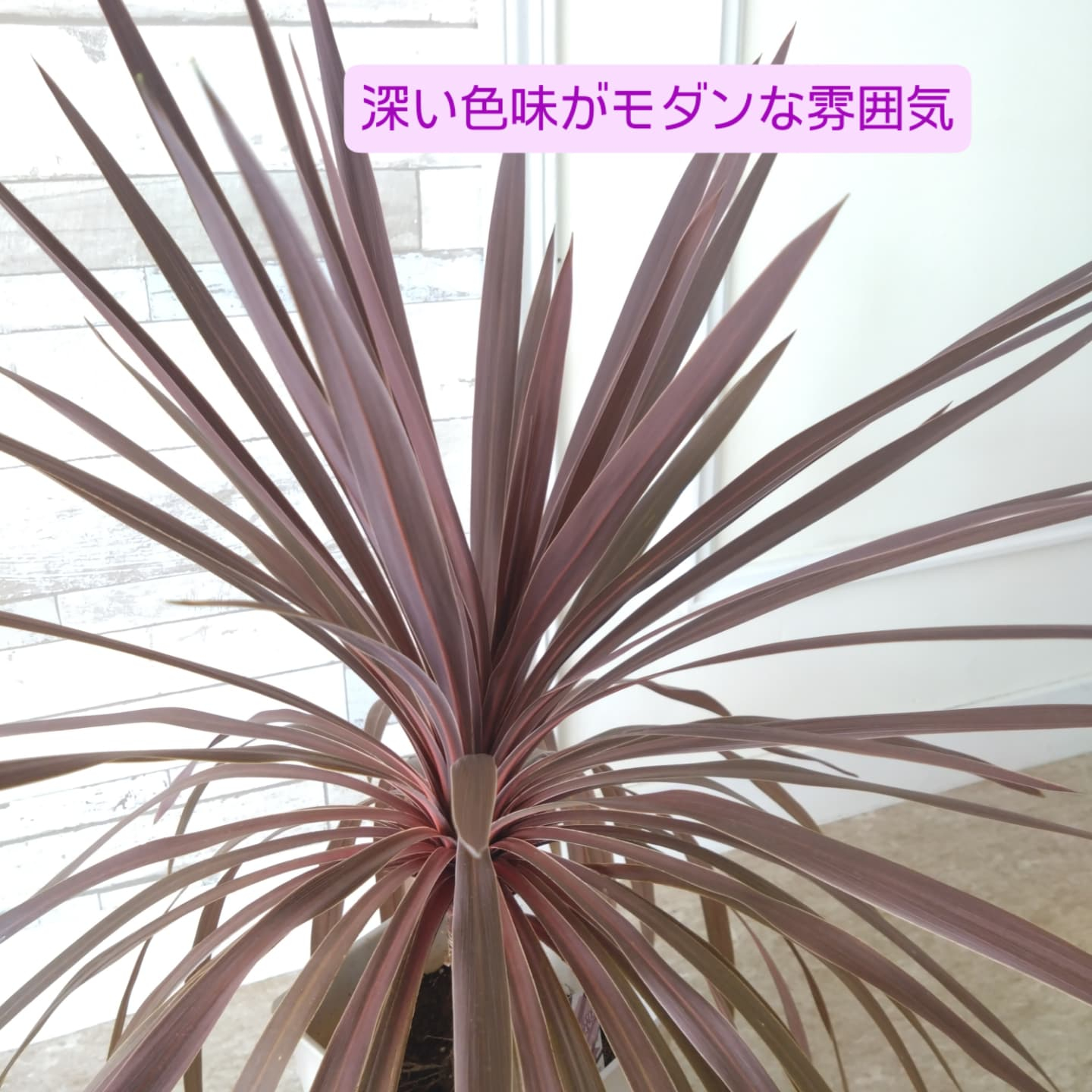 おすすめの観葉植物をご紹介します😀
