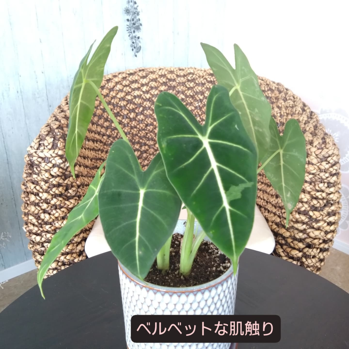 おすすめの観葉植物をご紹介します😀