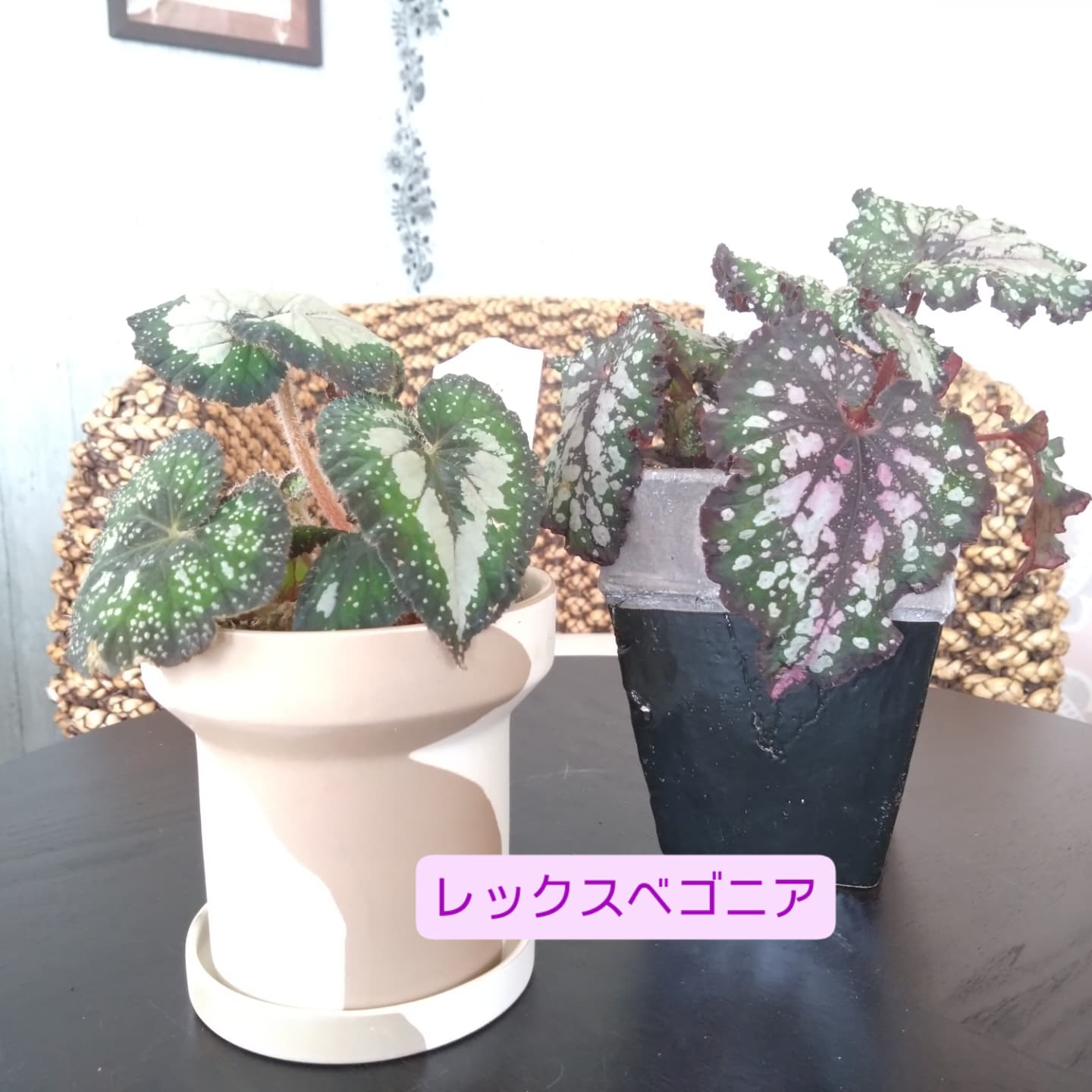 おすすめの観葉植物をご紹介します😀