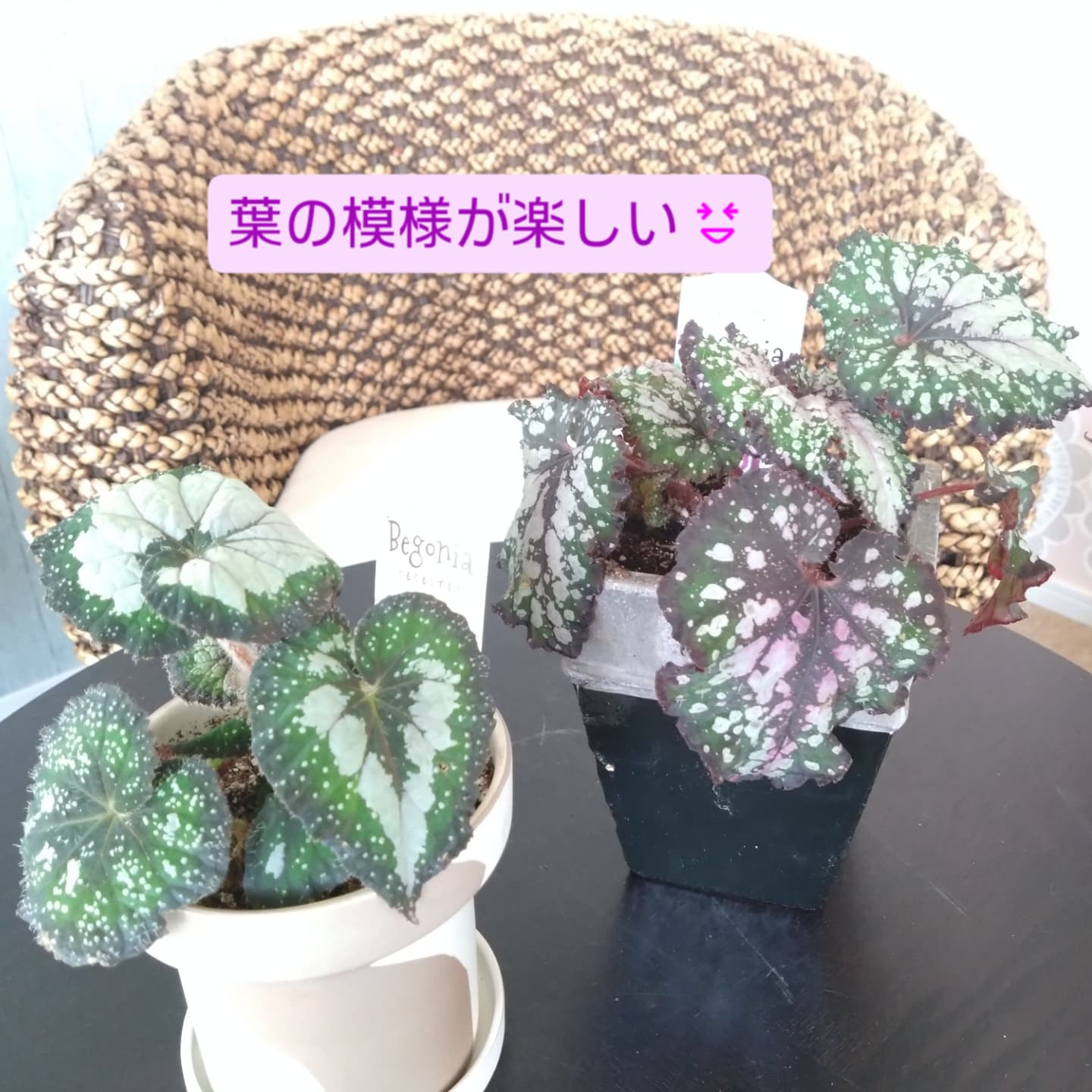 おすすめの観葉植物をご紹介します😀