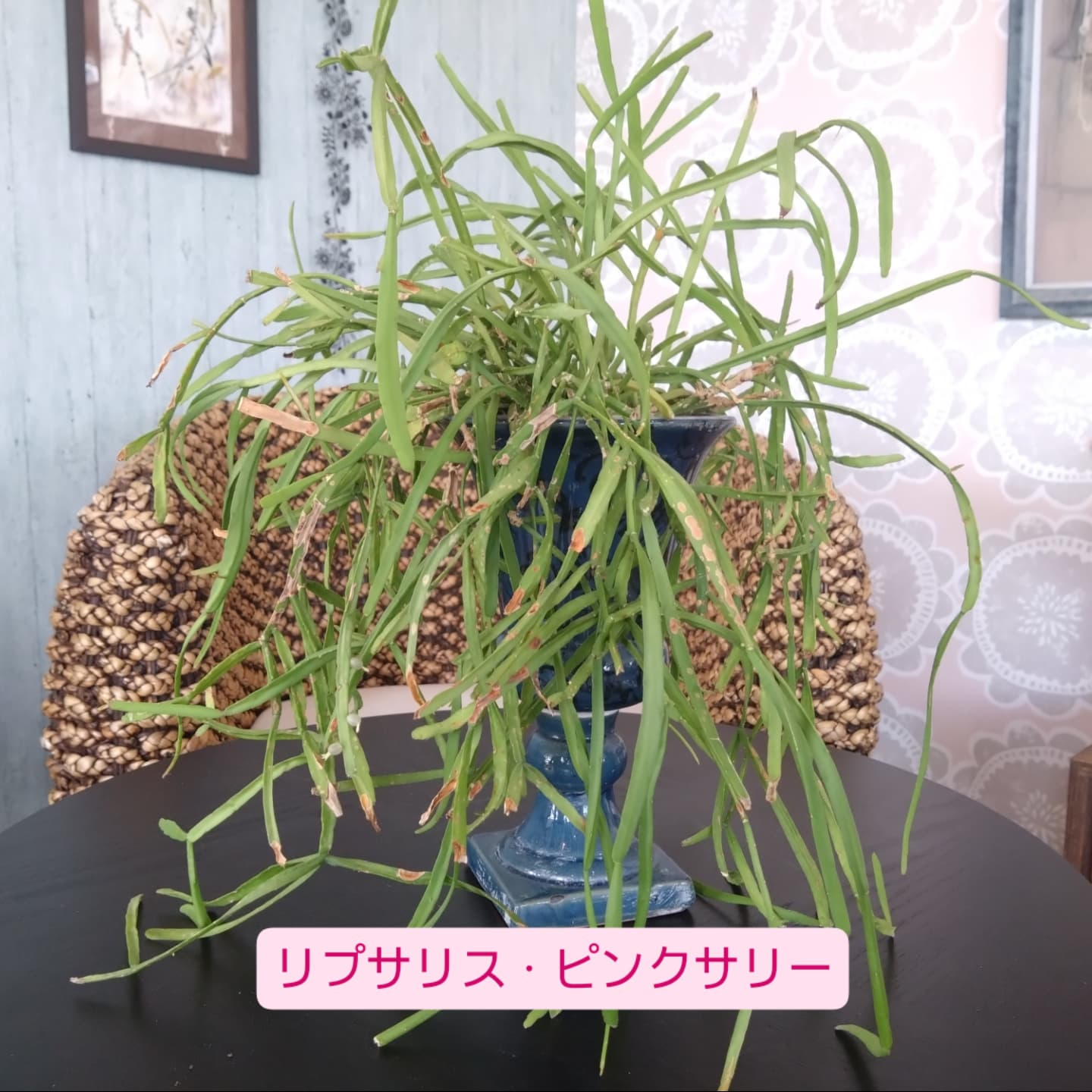 おすすめの観葉植物をご紹介します😀
