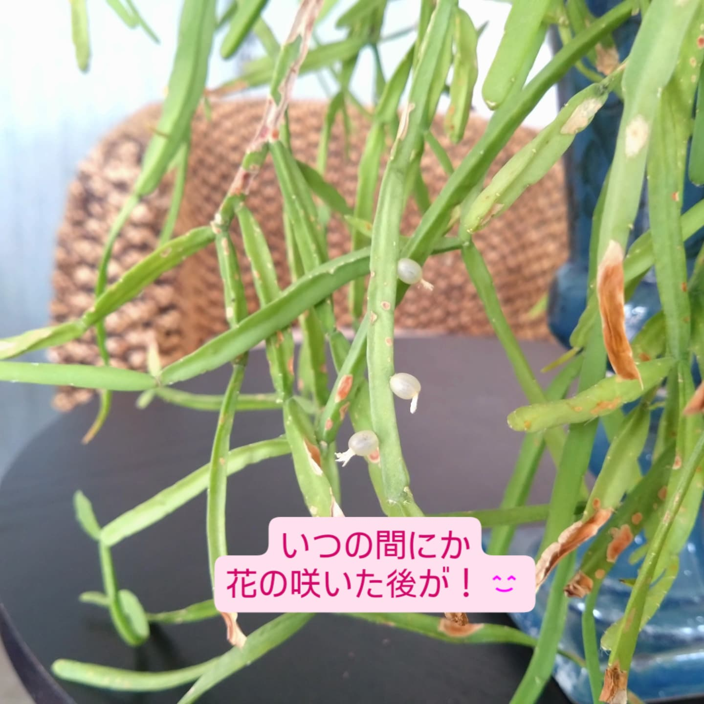 おすすめの観葉植物をご紹介します😀