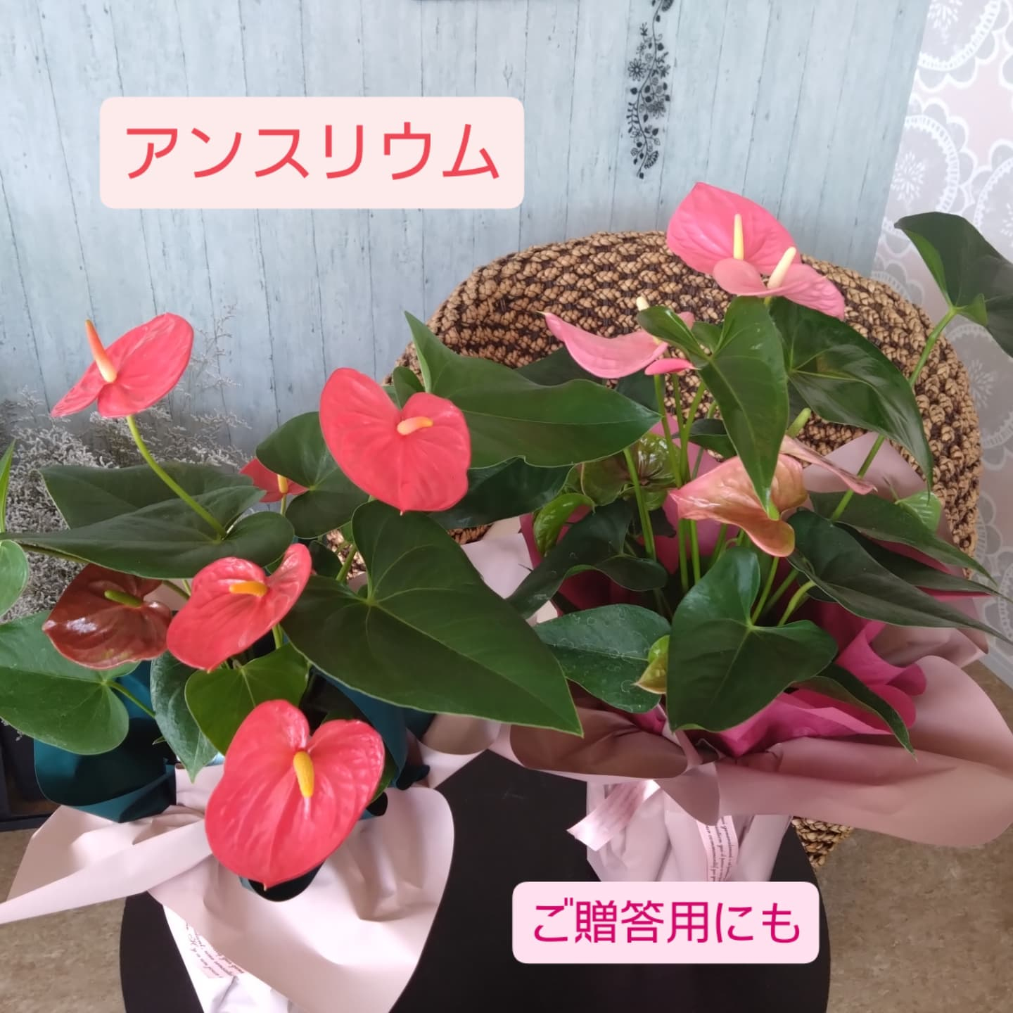 おすすめの観葉植物をご紹介します😀