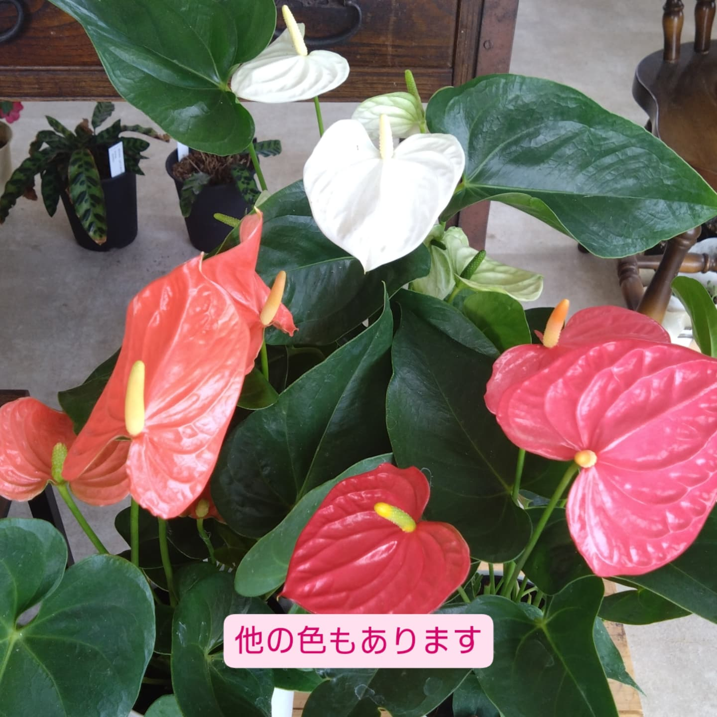 おすすめの観葉植物をご紹介します😀