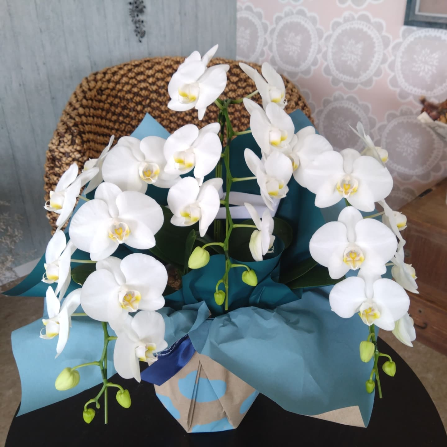 ご贈答用鉢花 変わり種の多肉さん