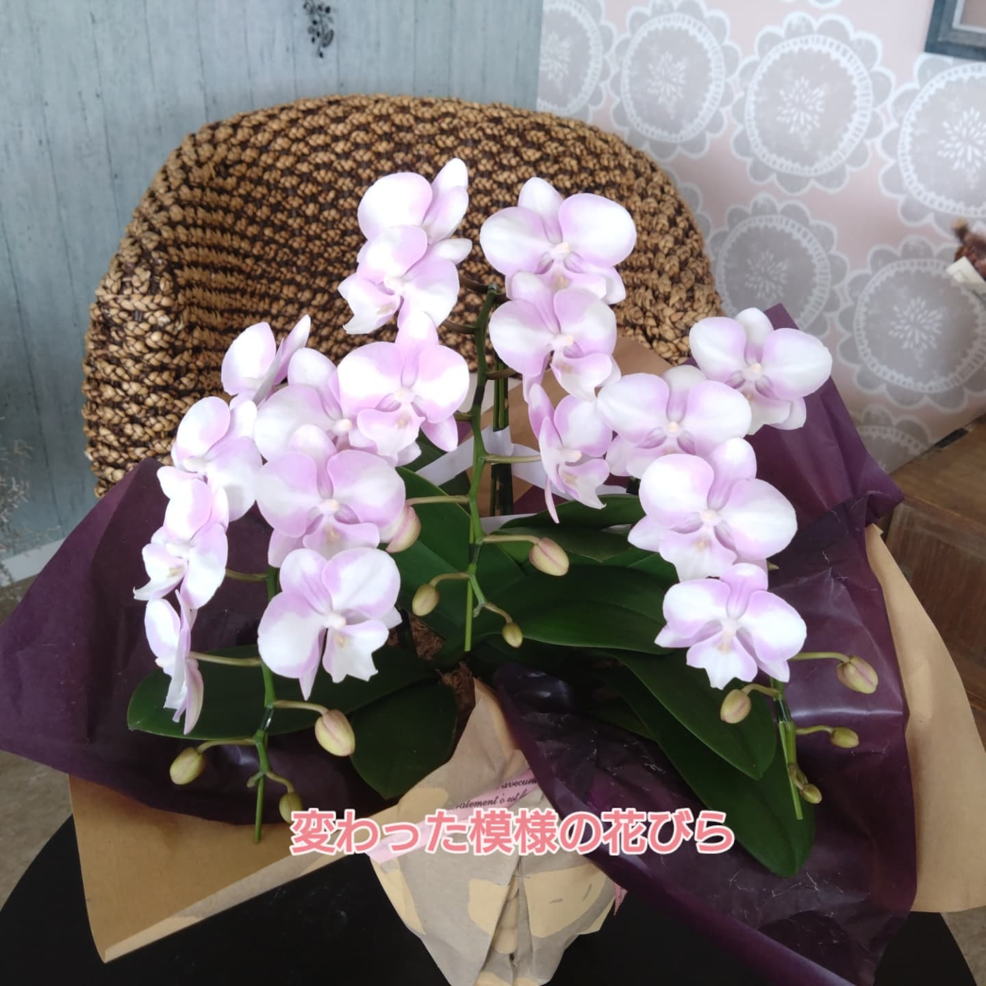 ご贈答用鉢花 変わり種の多肉さん