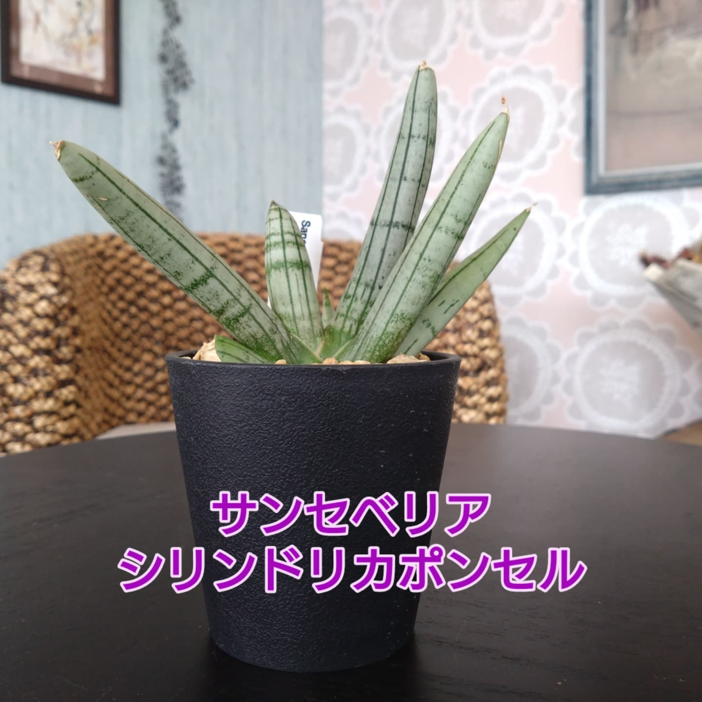 ご贈答用鉢花 変わり種の多肉さん