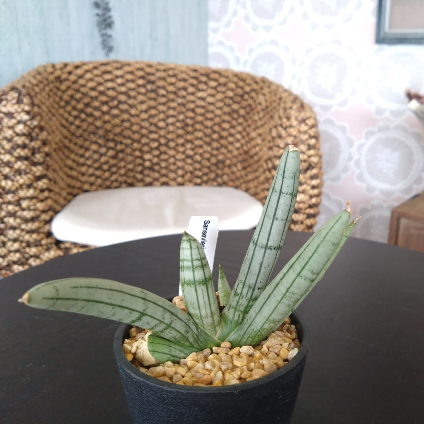 ご贈答用鉢花 変わり種の多肉さん