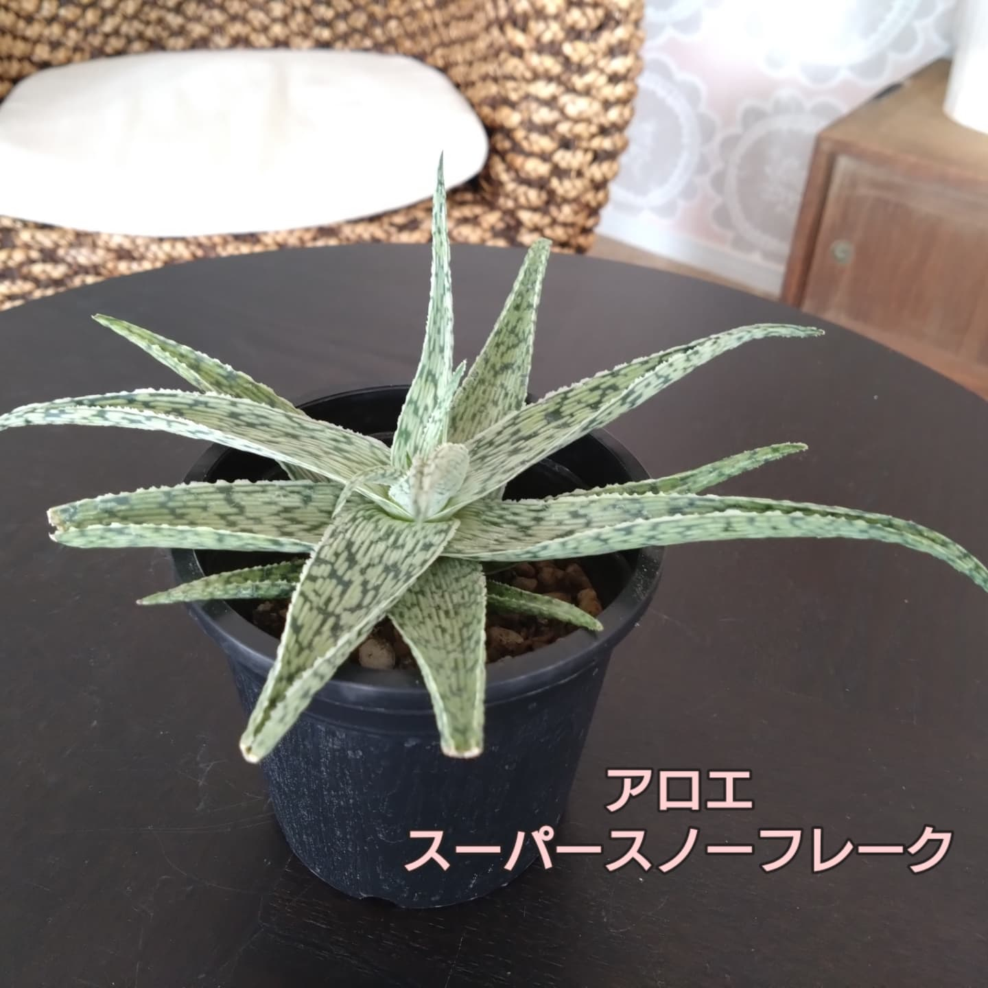 ご贈答用鉢花 変わり種の多肉さん