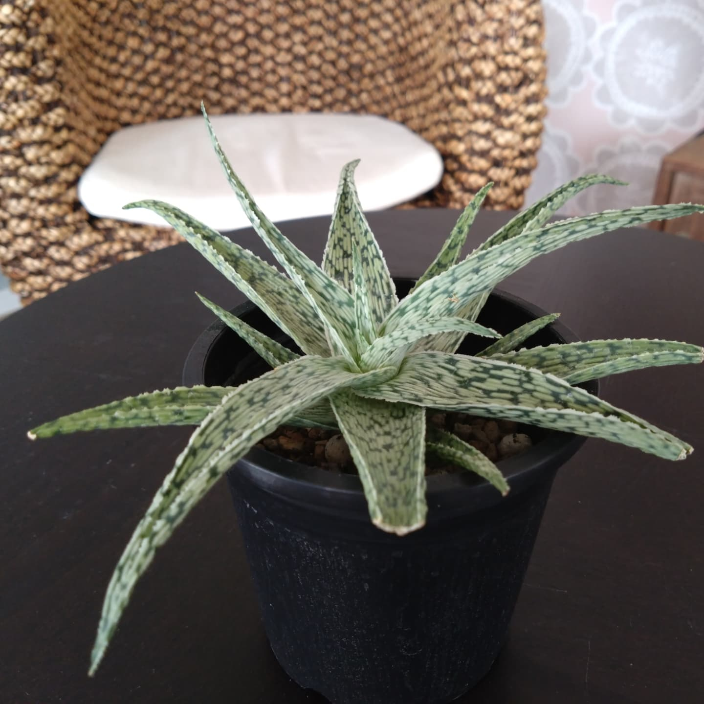 ご贈答用鉢花 変わり種の多肉さん