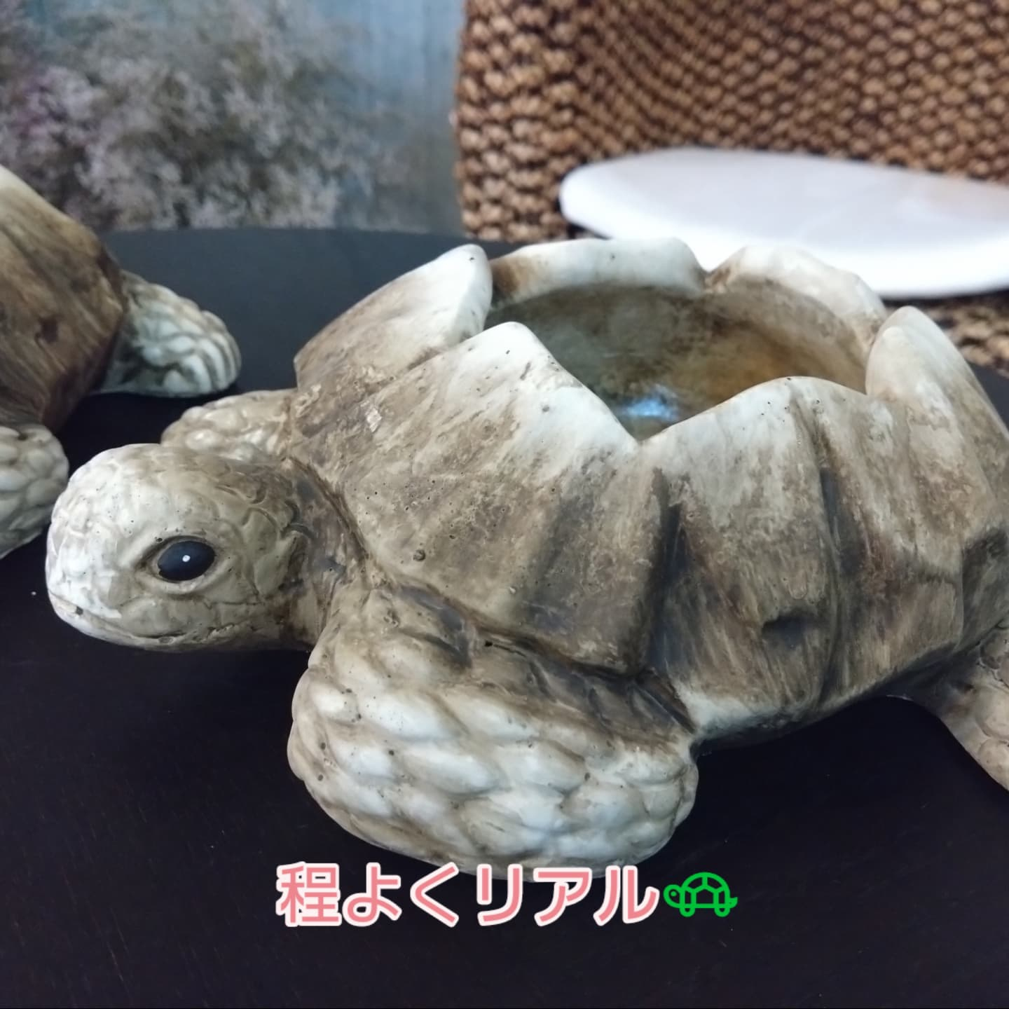 動物シリーズ🦒🐢