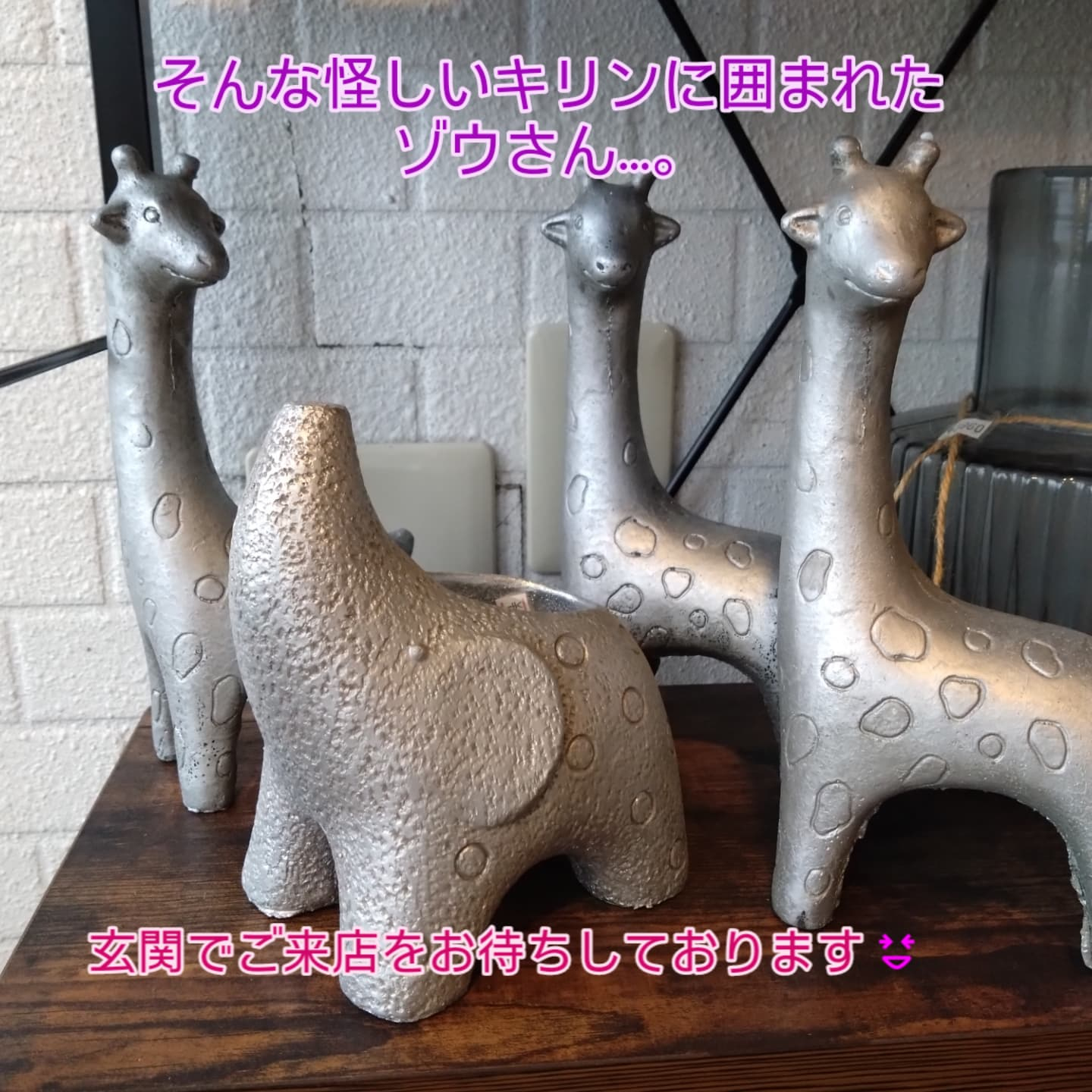 動物シリーズ🦒🐢