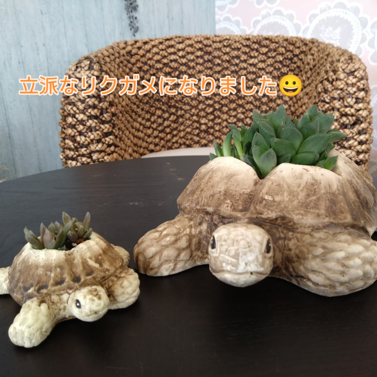 可愛いハオルチアできました😃