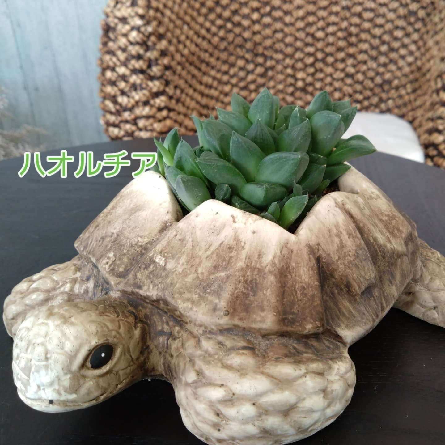 可愛いハオルチアできました😃