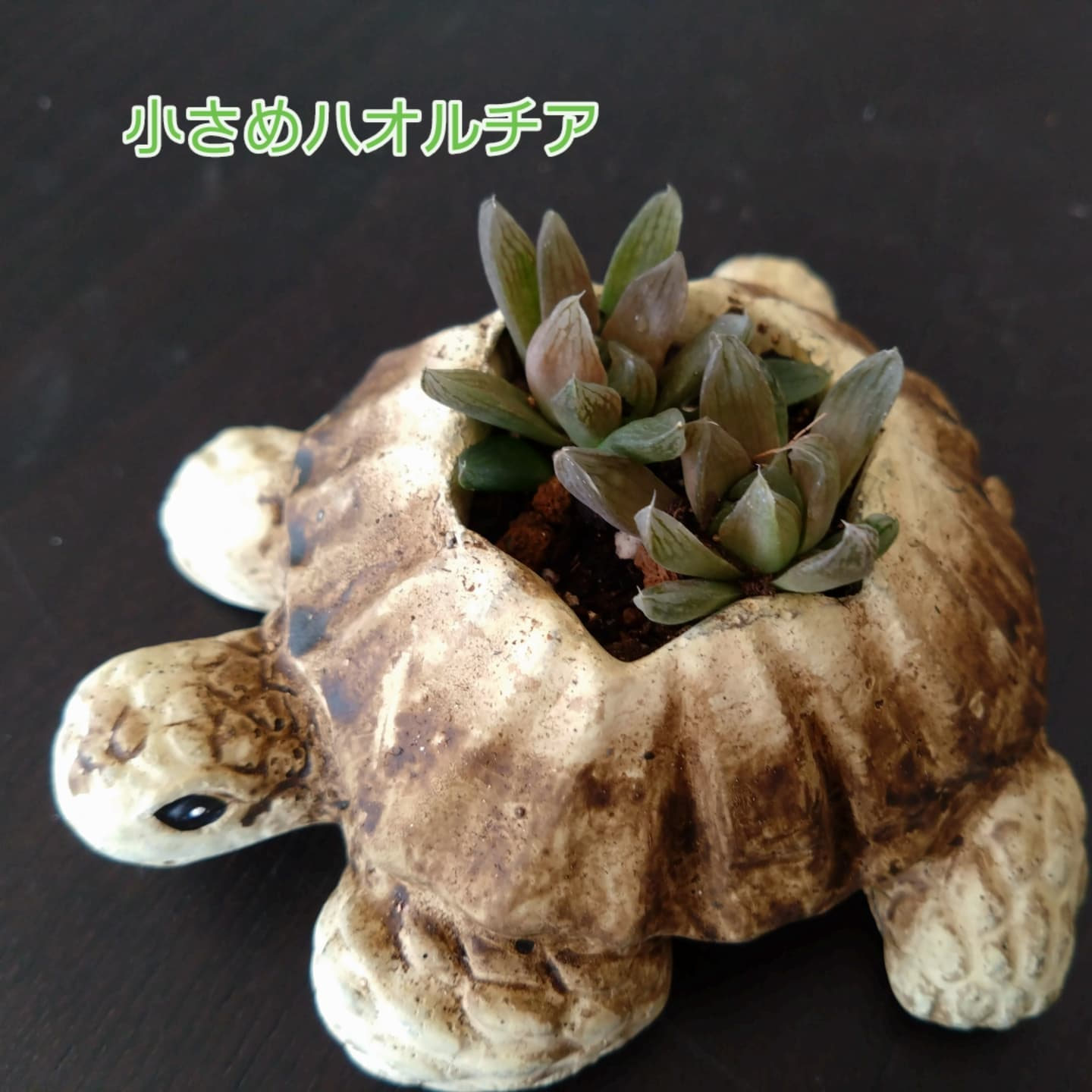 可愛いハオルチアできました😃