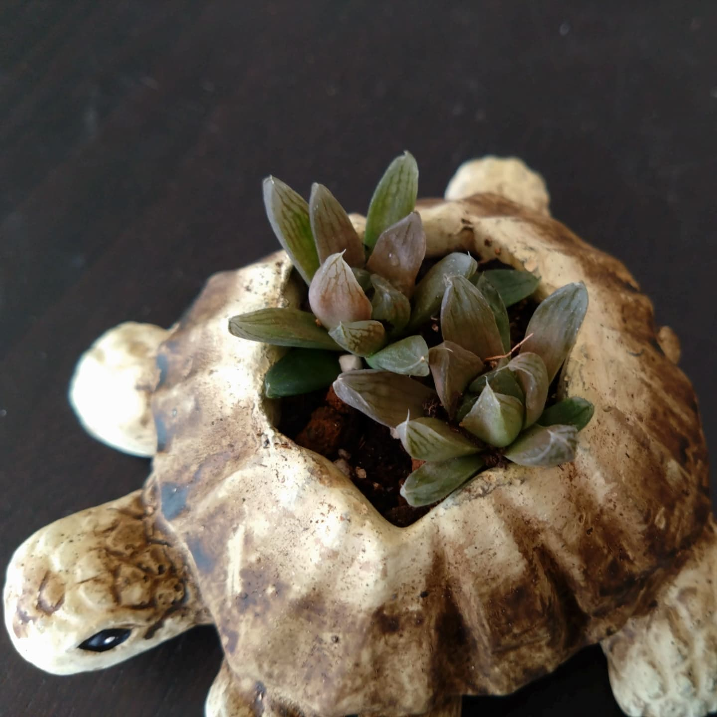 可愛いハオルチアできました😃