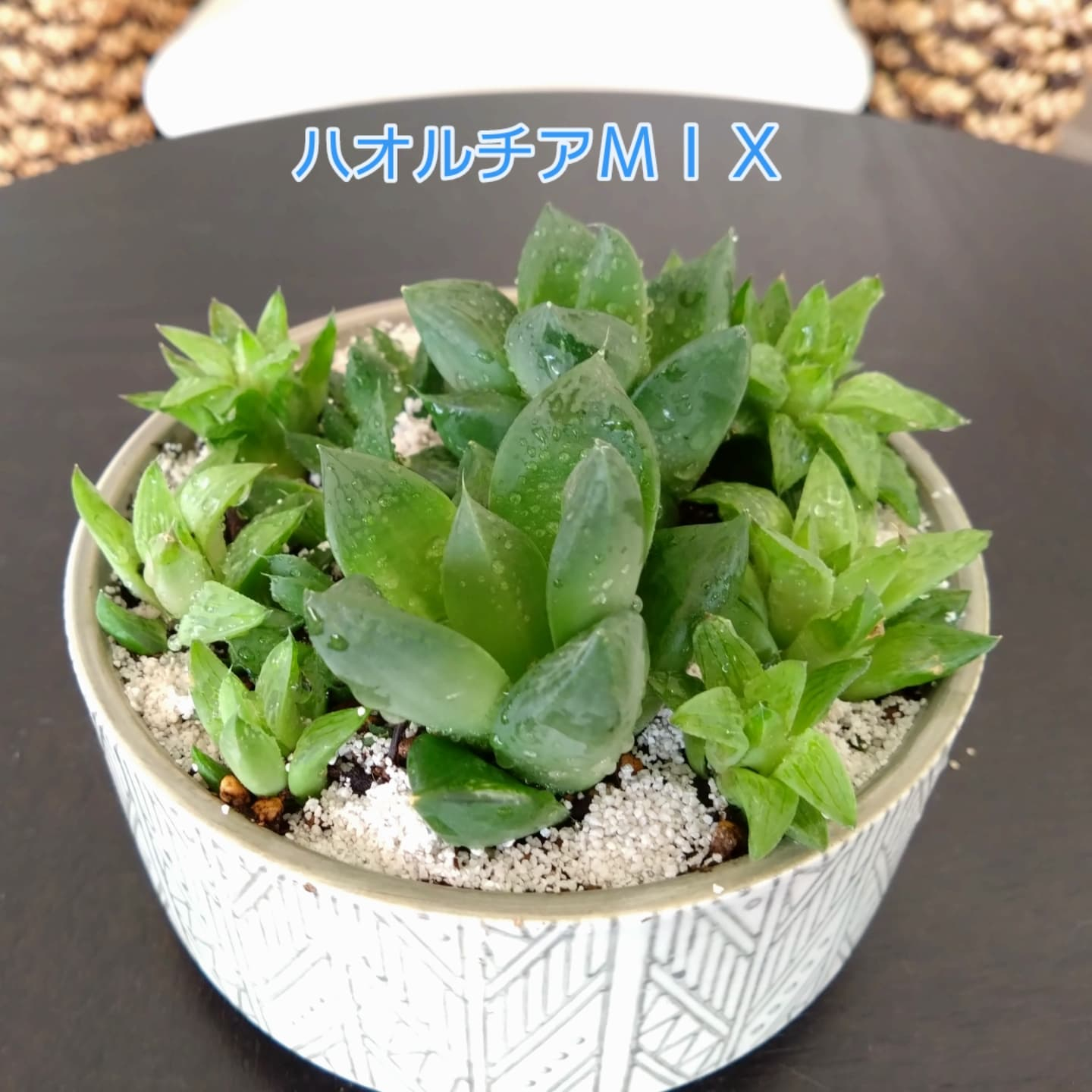 可愛いハオルチアできました😃